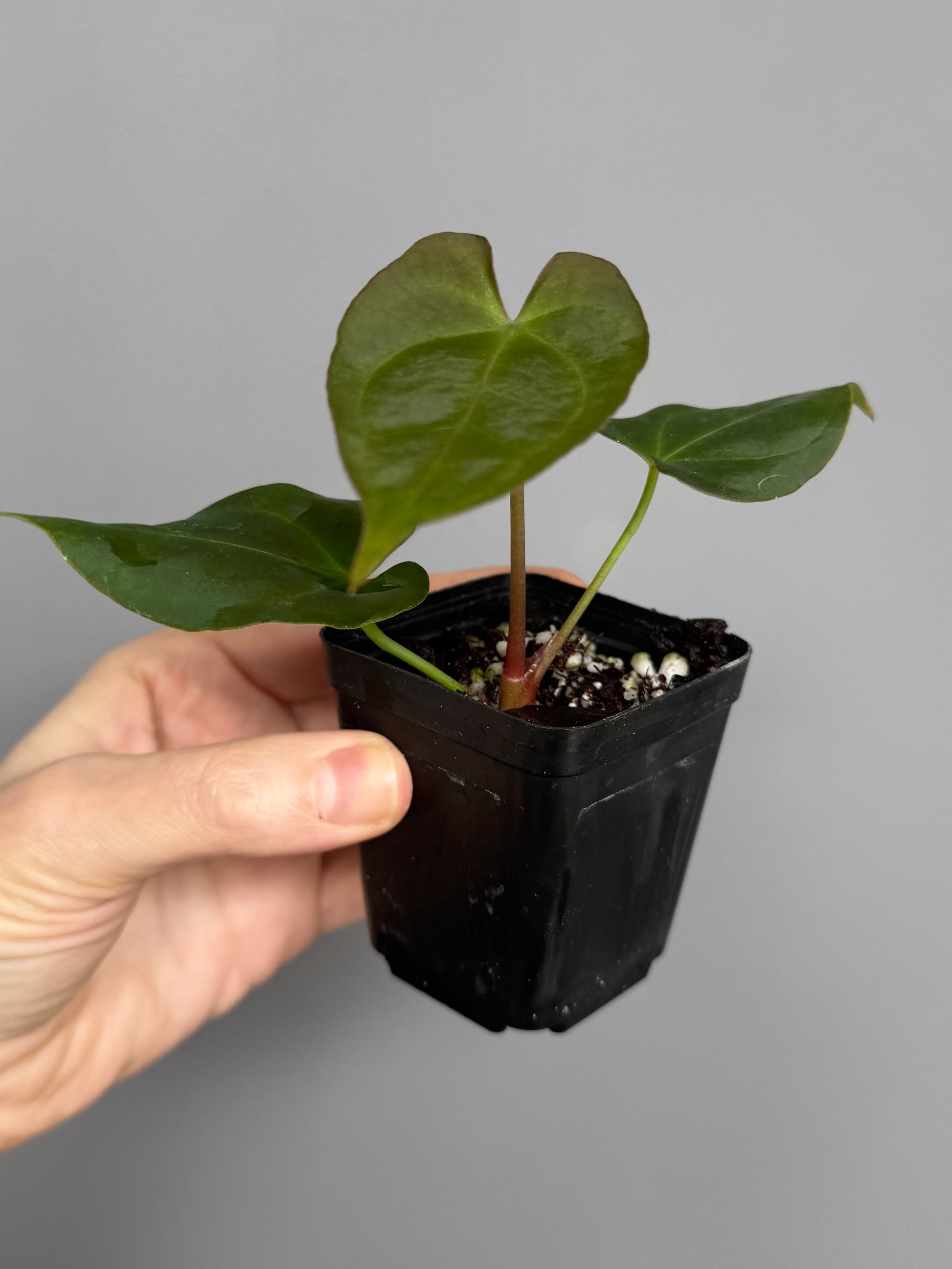 Anthurium forgetii x (besseae black x BVEP)
