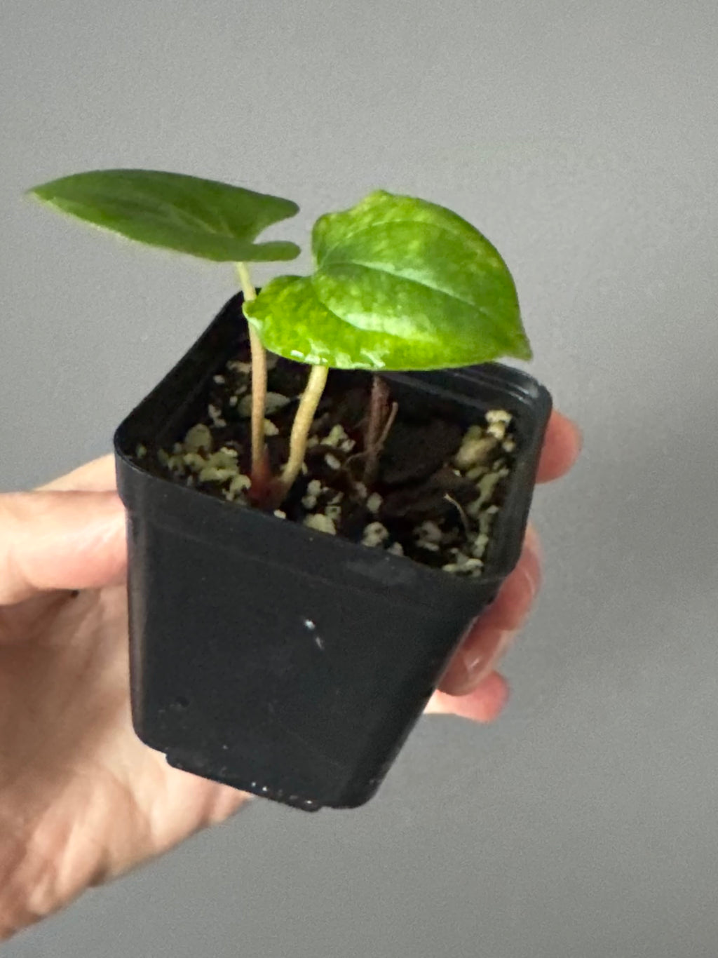 Anthurium papillilaminum Fort Sherman x RVDP (FSxRVDP)