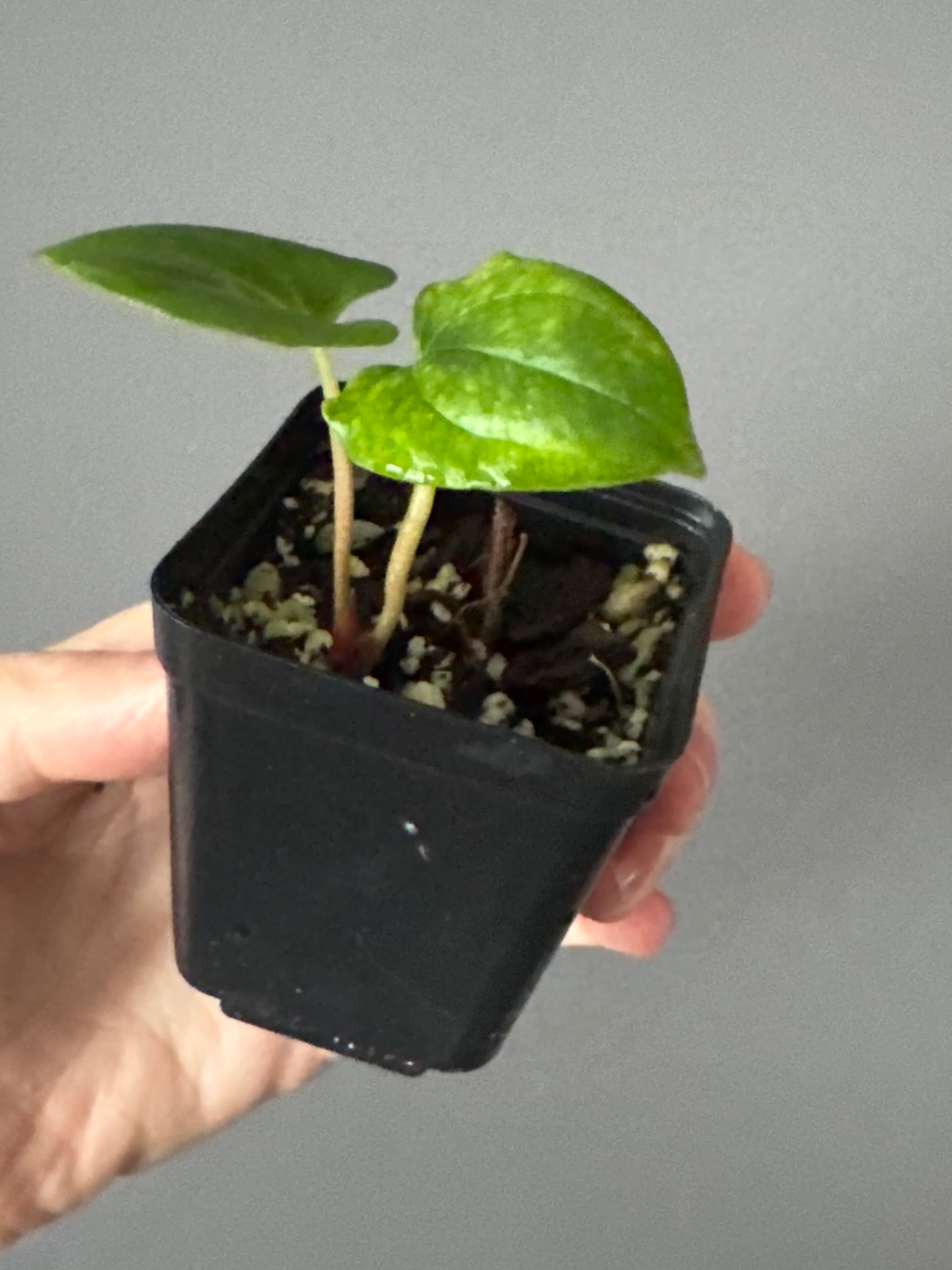 Anthurium papillilaminum Fort Sherman x RVDP (FSxRVDP)