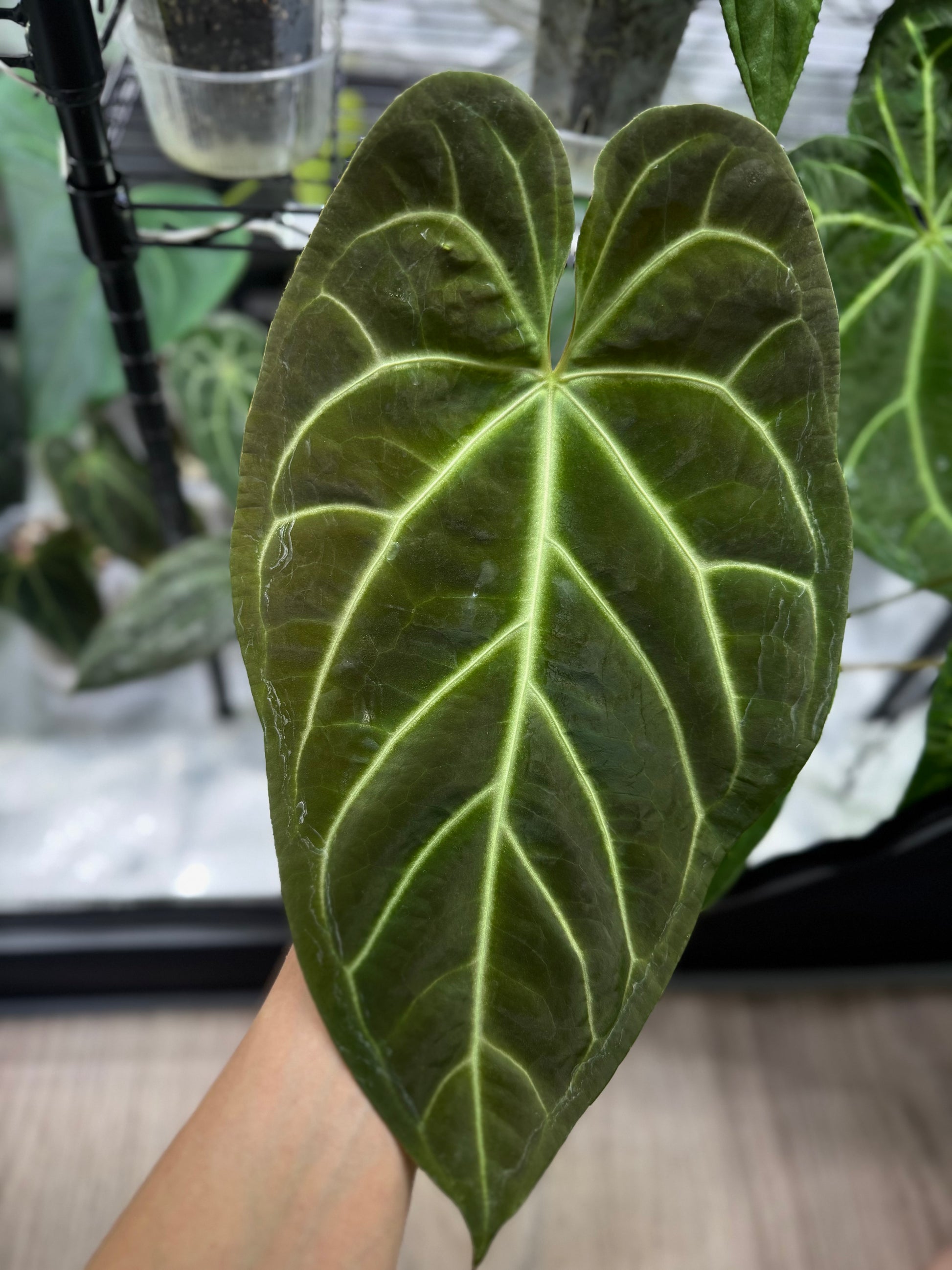 Anthurium (besseae aff. x warocqueanum) - one leafer