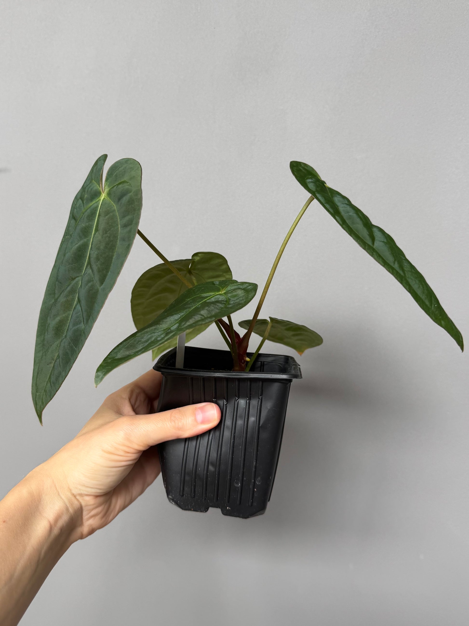 Anthurium papillilaminum x M - plant B