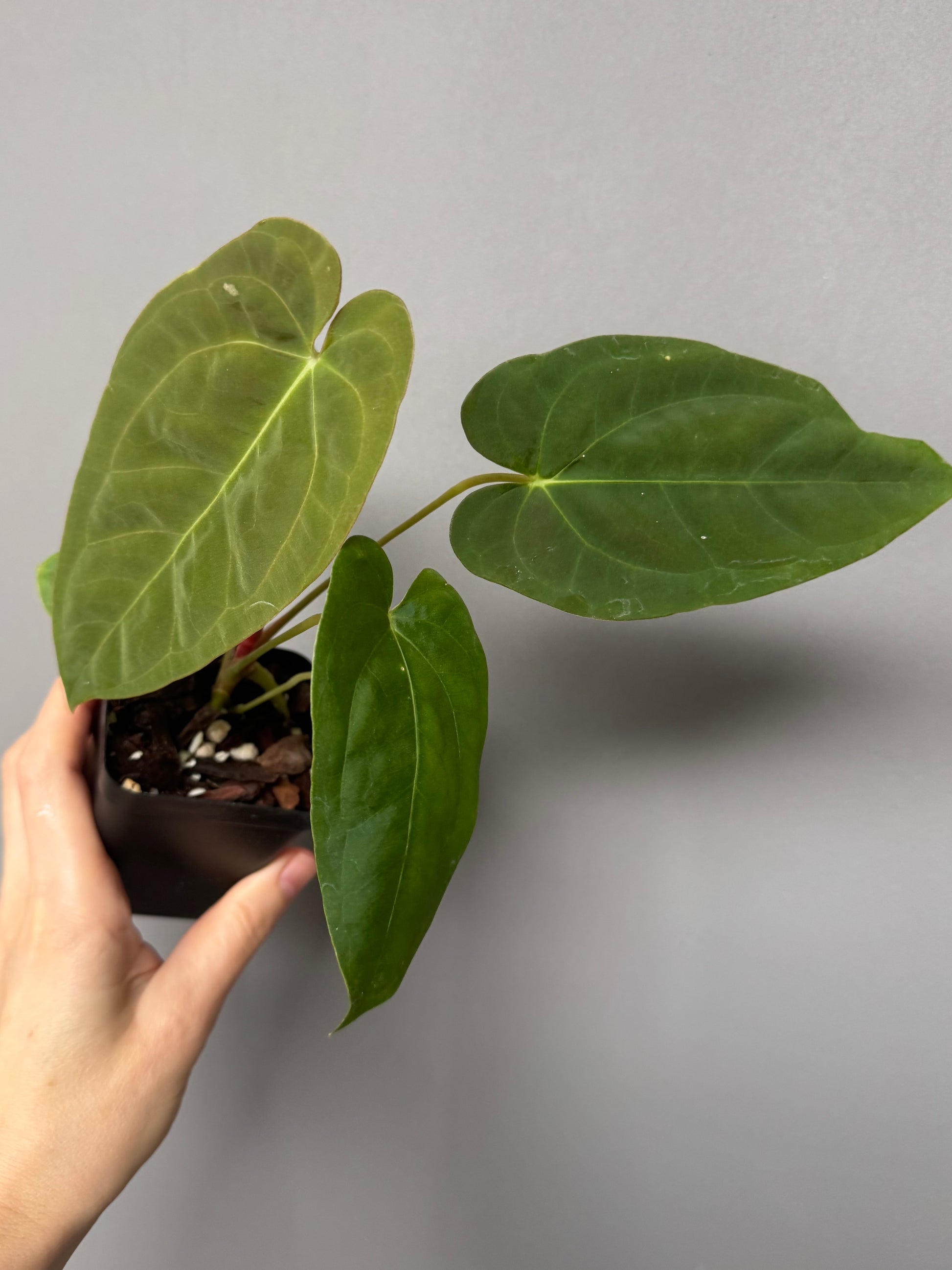 Papillilaminum K1xT5 - #2