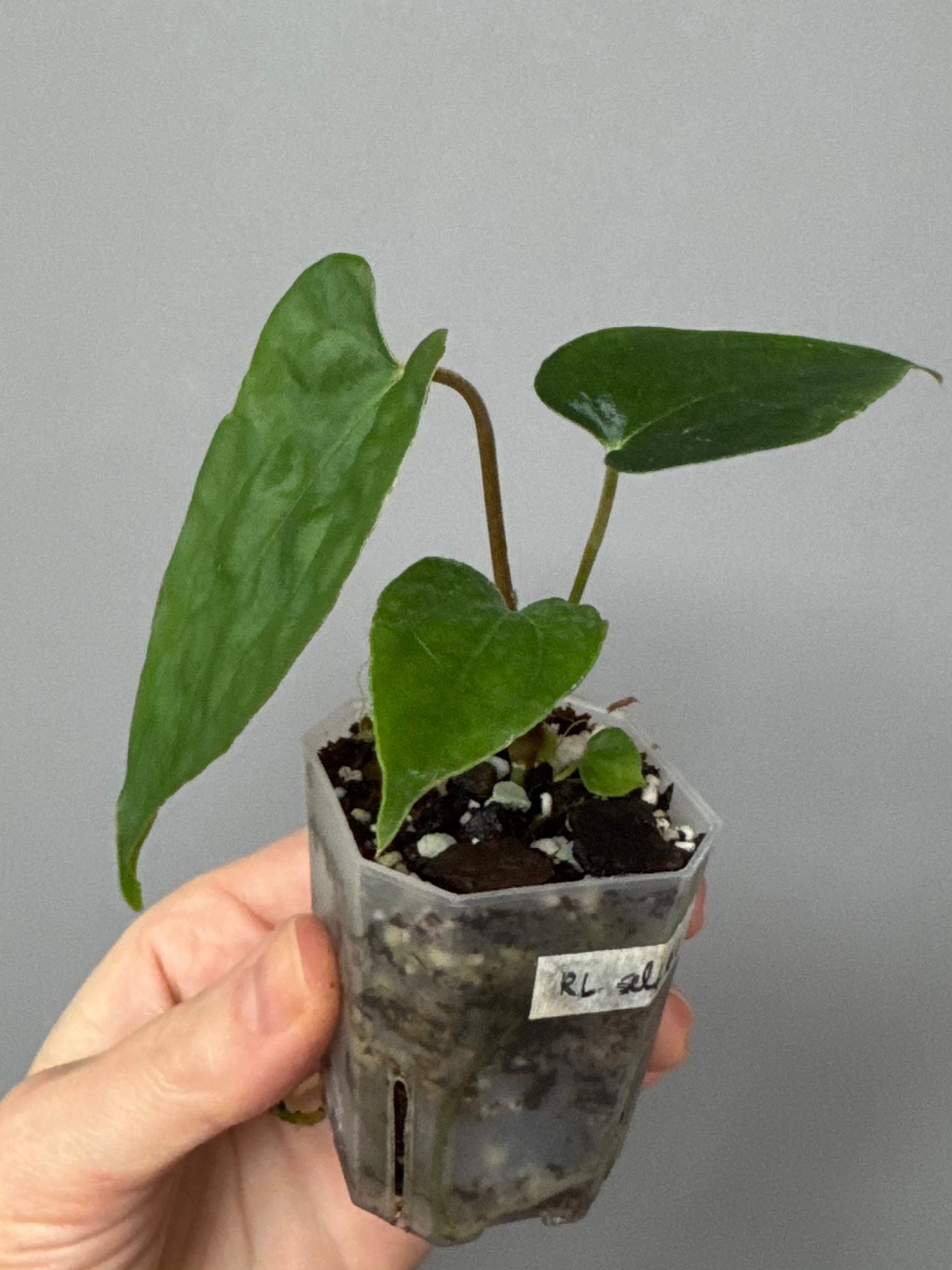 Anthurium papillilaminum Ralph Lynam xself (Dwane/nodeboi)