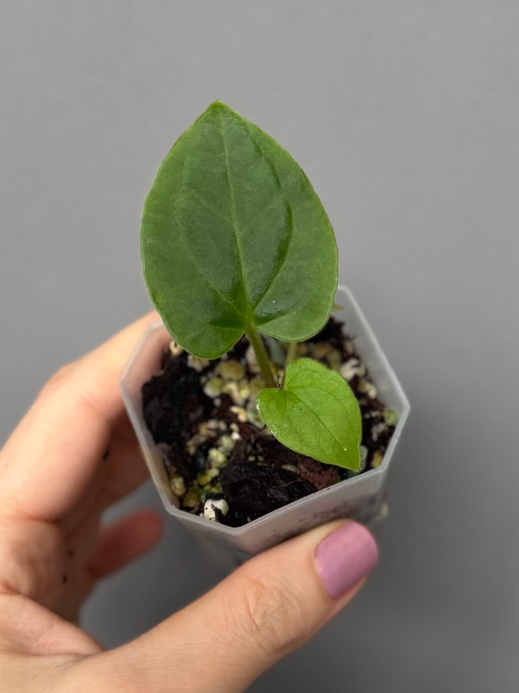 Anthurium kunayalense PM5 x PM3 (Grant)