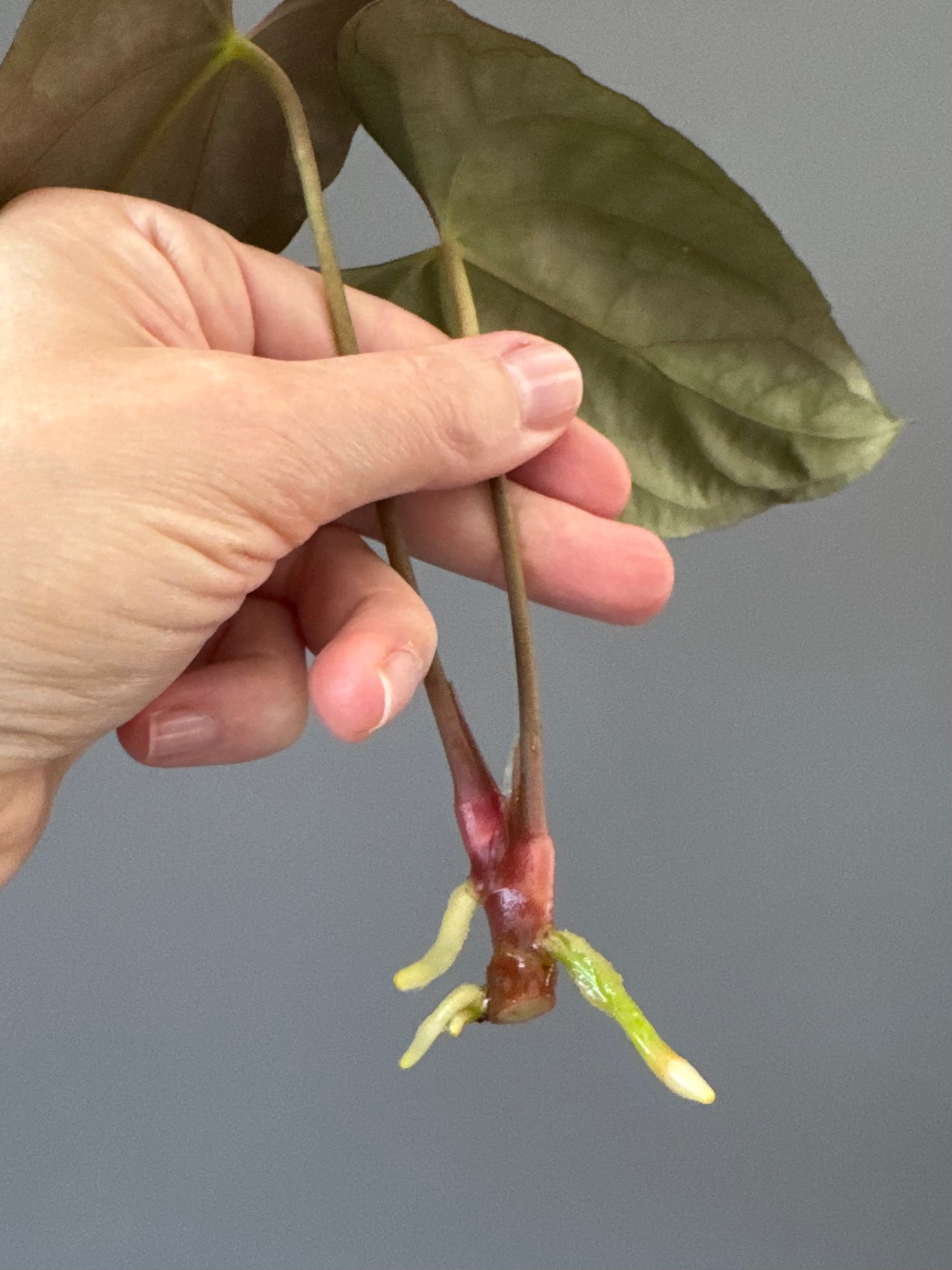 Anthurium FSxRL (by Jay Vannini) - Ableger