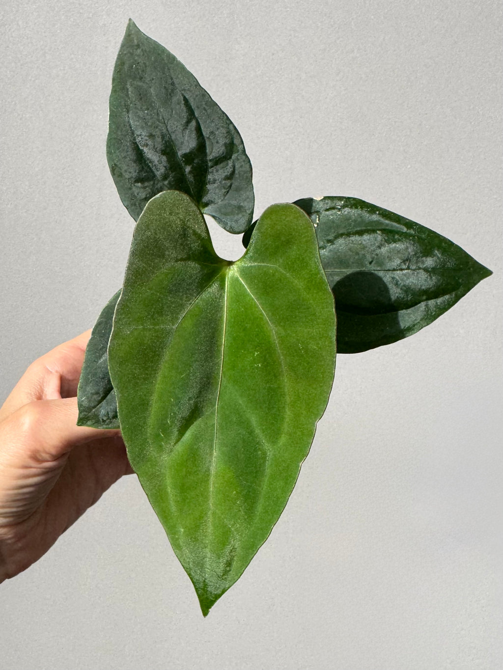Anthurium ((BVEP x Portillae Dorito) x (Dark Phoenix x Goliath)) x (Fort Sherman x RVDP)