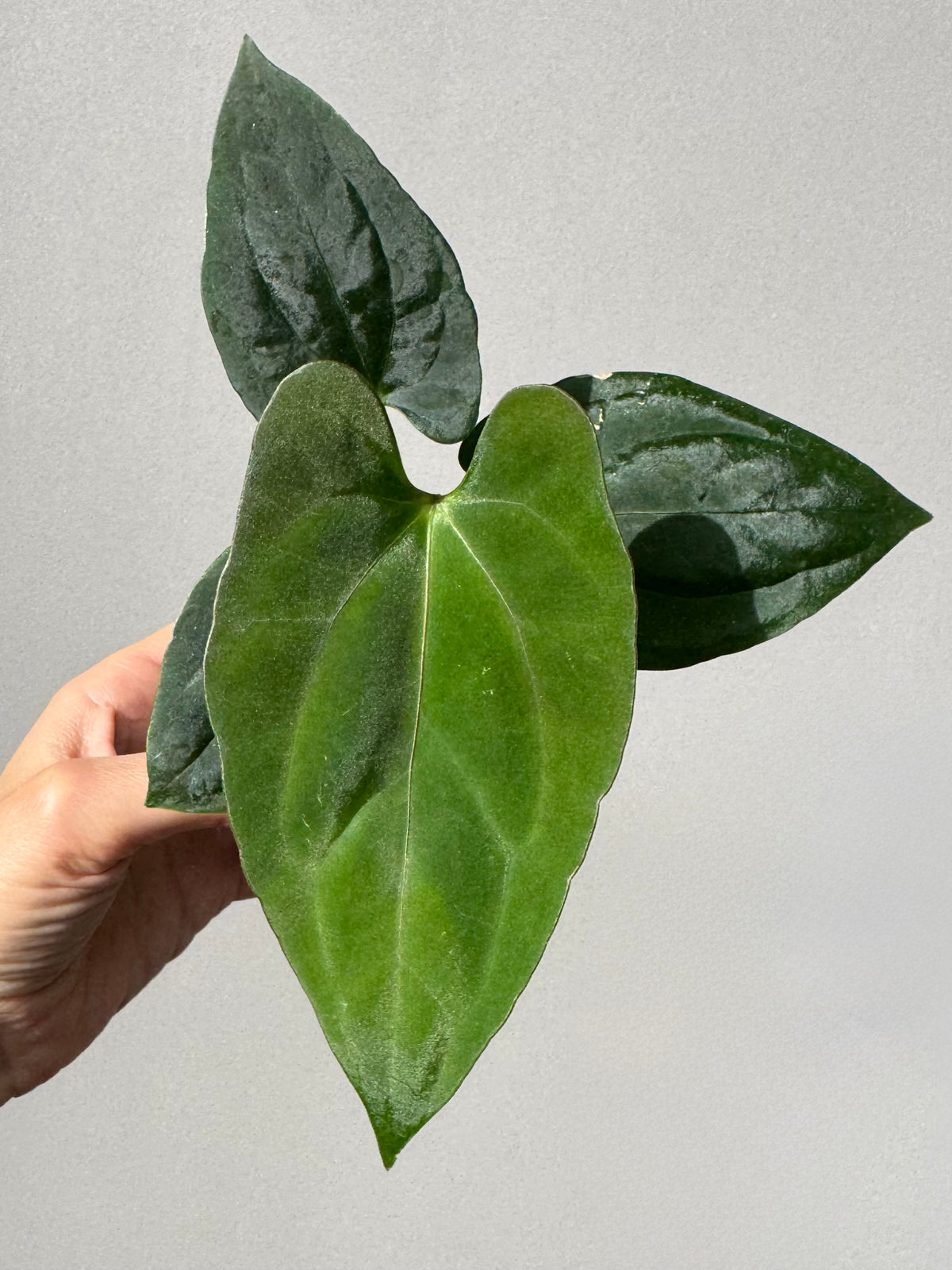 Anthurium ((BVEP x Portillae Dorito) x (Dark Phoenix x Goliath)) x (Fort Sherman x RVDP)