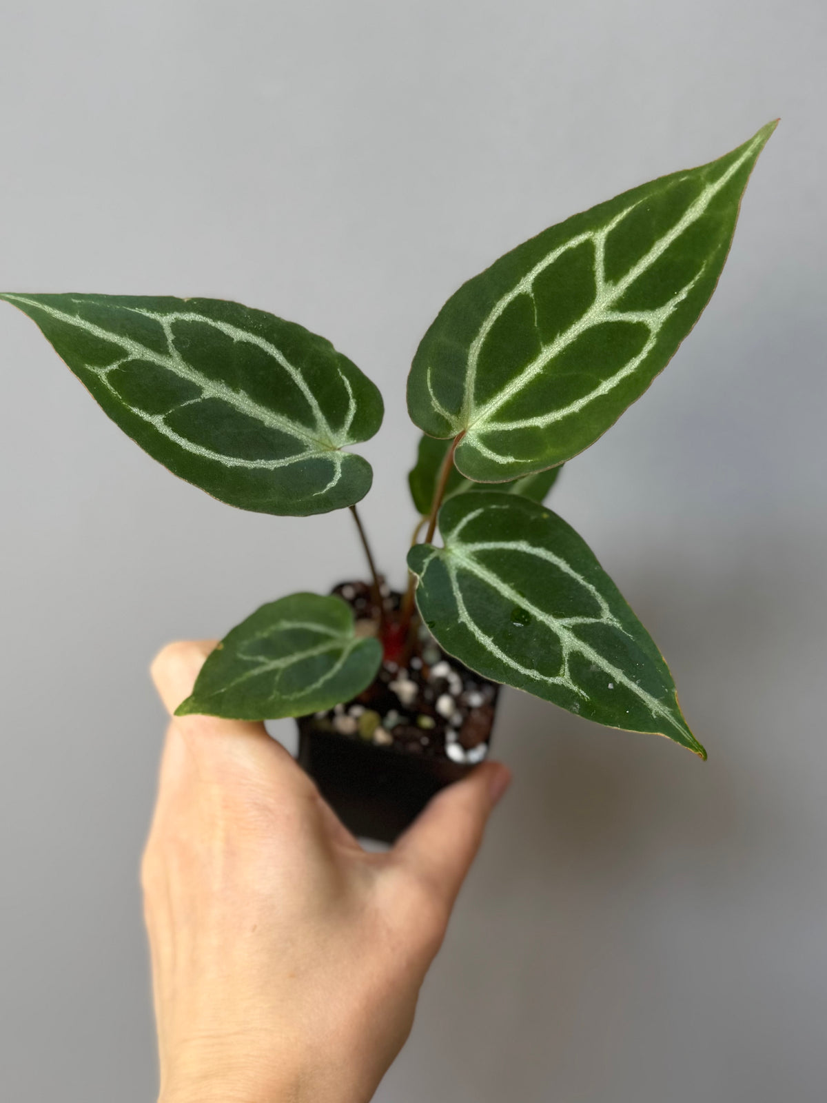 Anthurium crystallinum x (NSE Red Crystallinum x Carlablackiae)