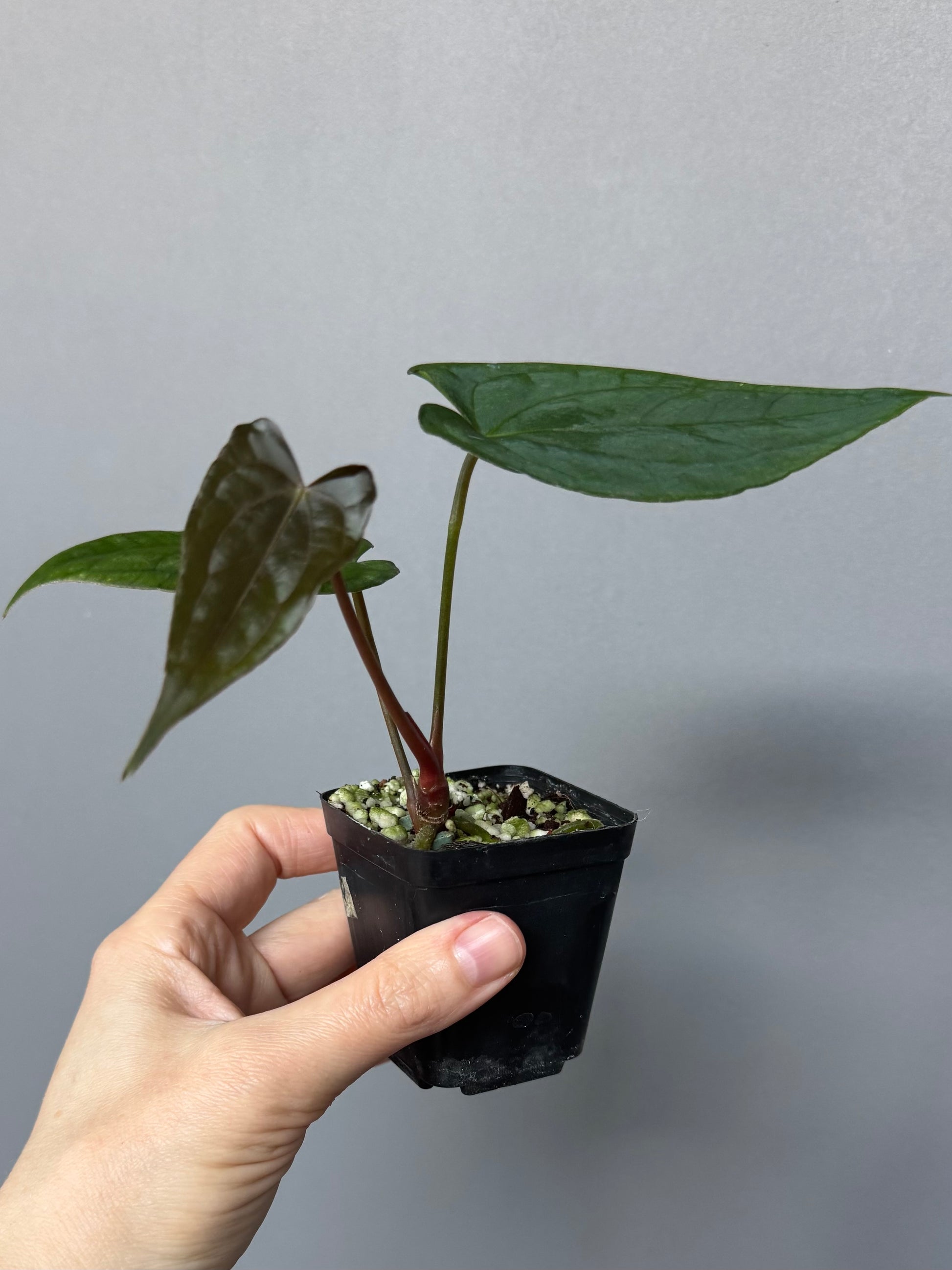 Anthurium ((papillilaminum Ralph Lynam x Fort Sherman) x carlablackiae) X RVDP (greenfelicities)