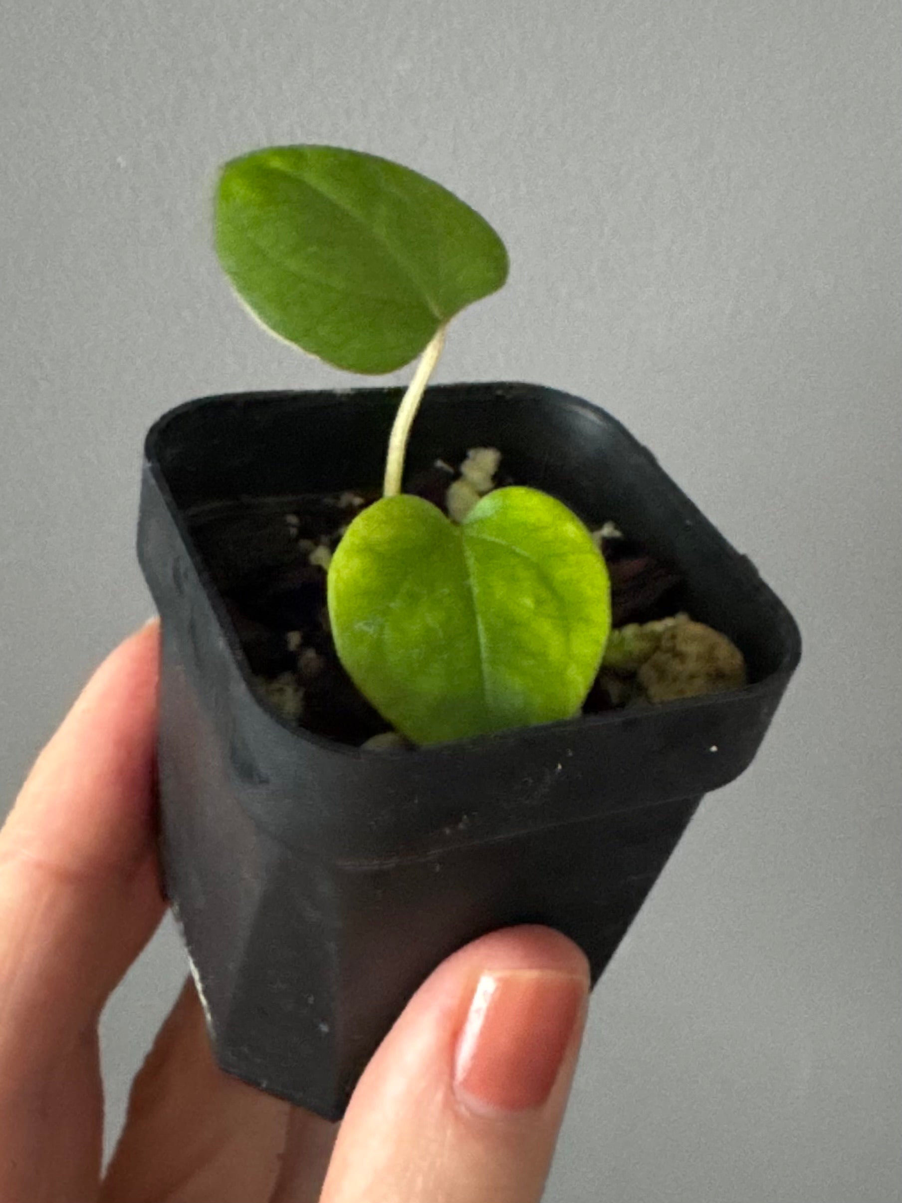 (Midnight Velvet x Red Studd) x NSE CarlaX #2