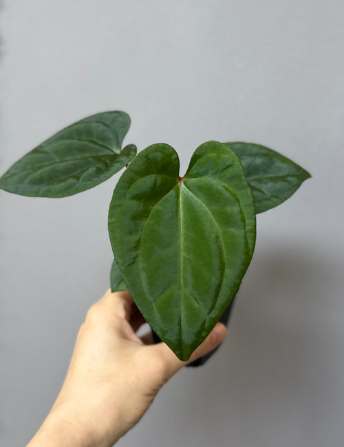 (Papillilaminum Daniel x Besseae aff.) X RVDP