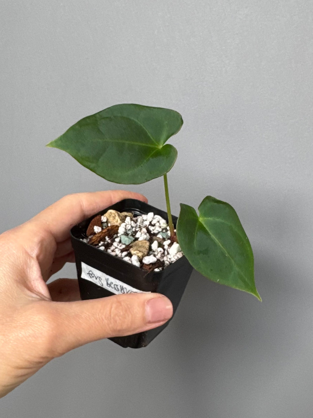 Anthurium forgetii x (besseae black x BVEP)