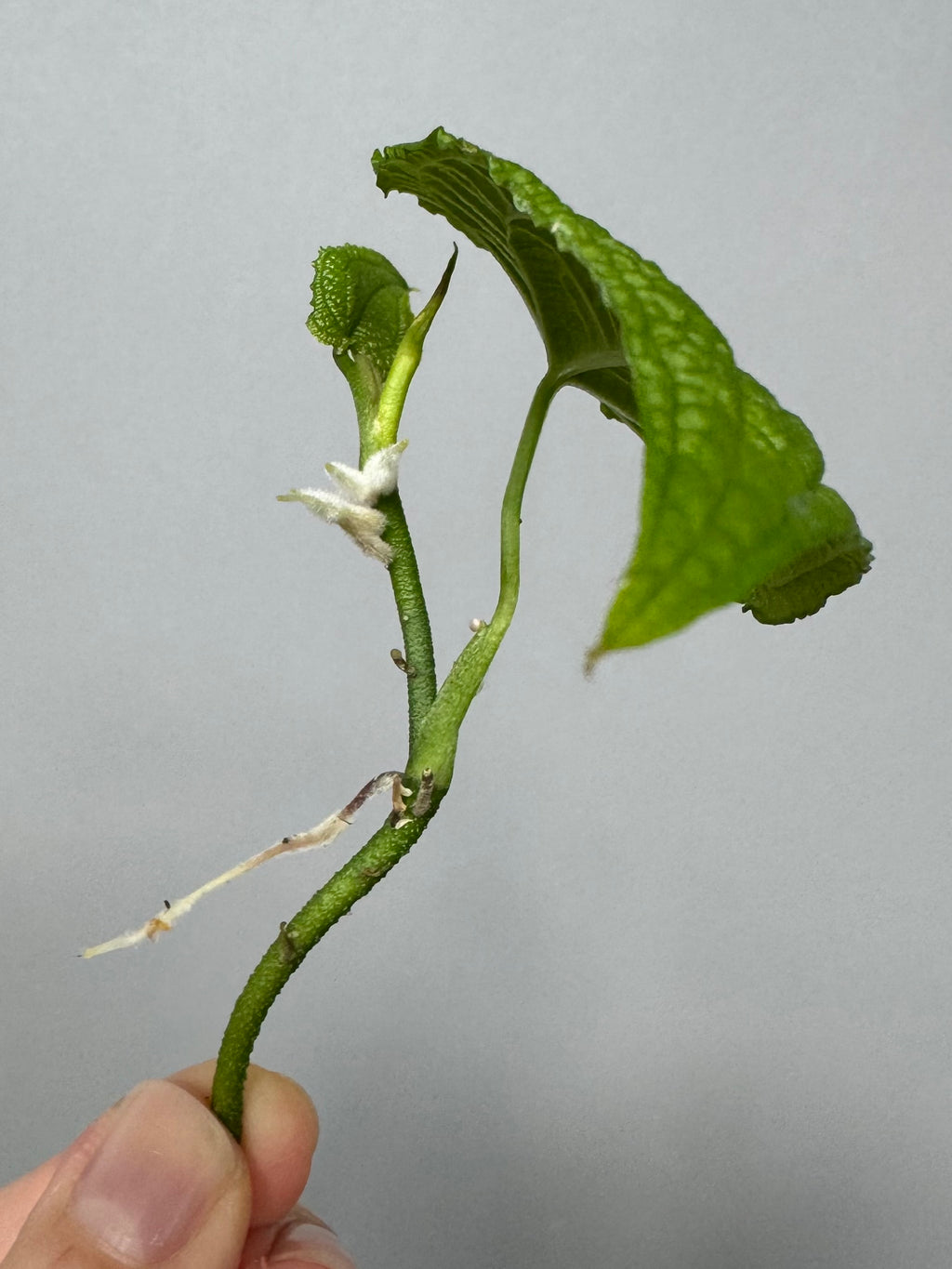 Anthurium clidemioides