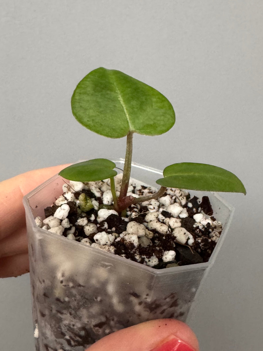 Anthurium (ZxM) x  (NSE Red Crystallinum x Carlablackiae)