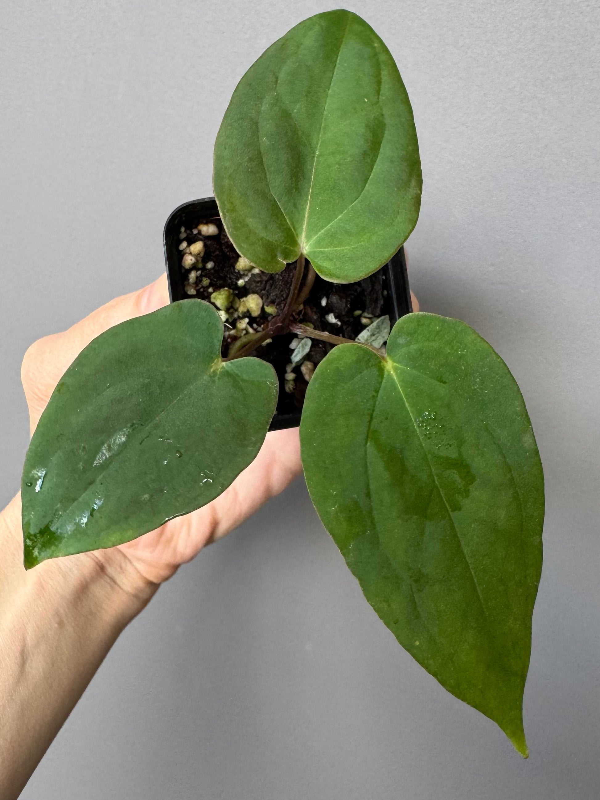 Anthurium magnificum x BVEP OG1 (#4)