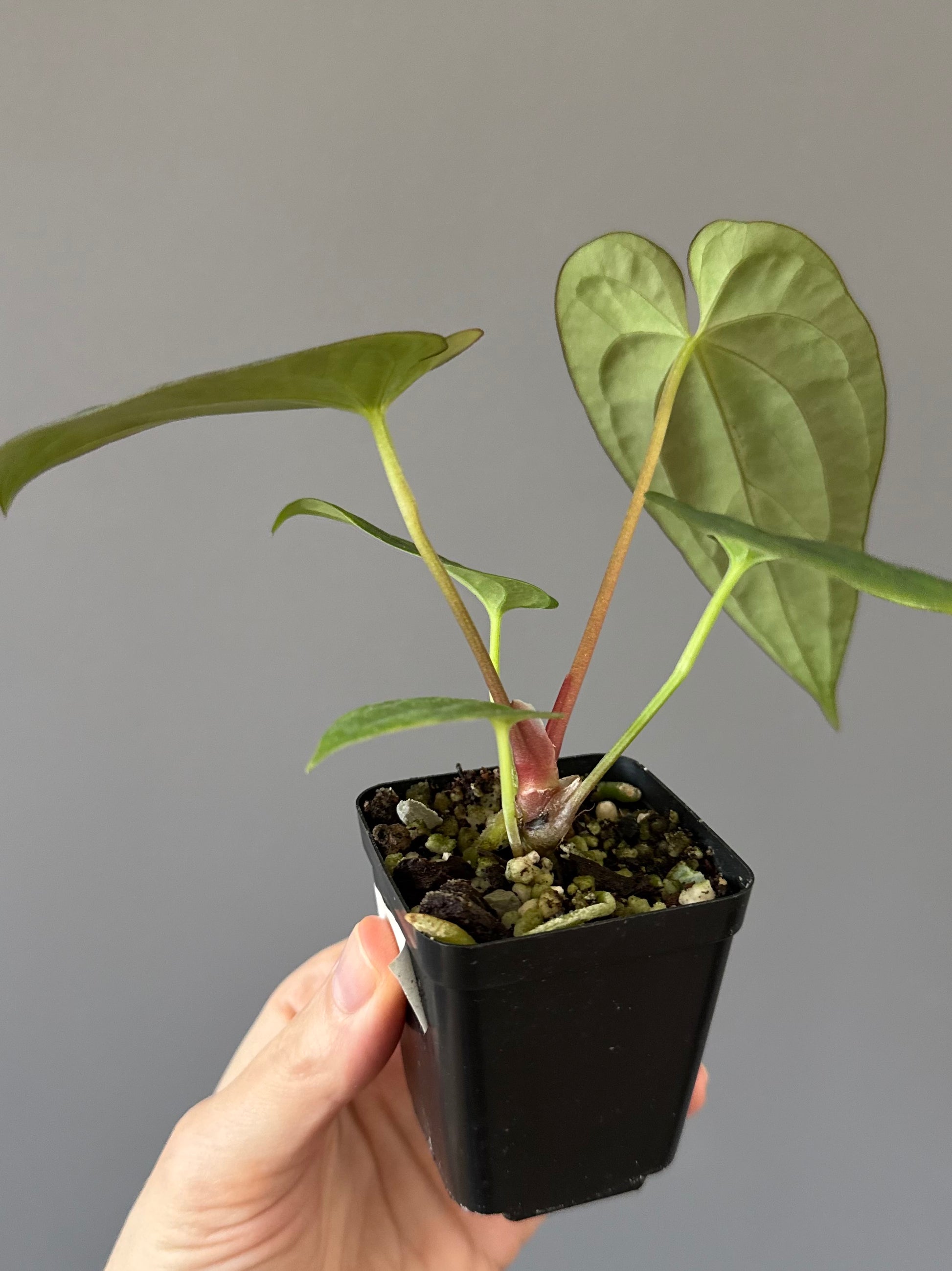 Anthurium Papillilaminum ‚Gatorbod‘ x (RGdressCarla x BVEP) (by variegated_stringray)