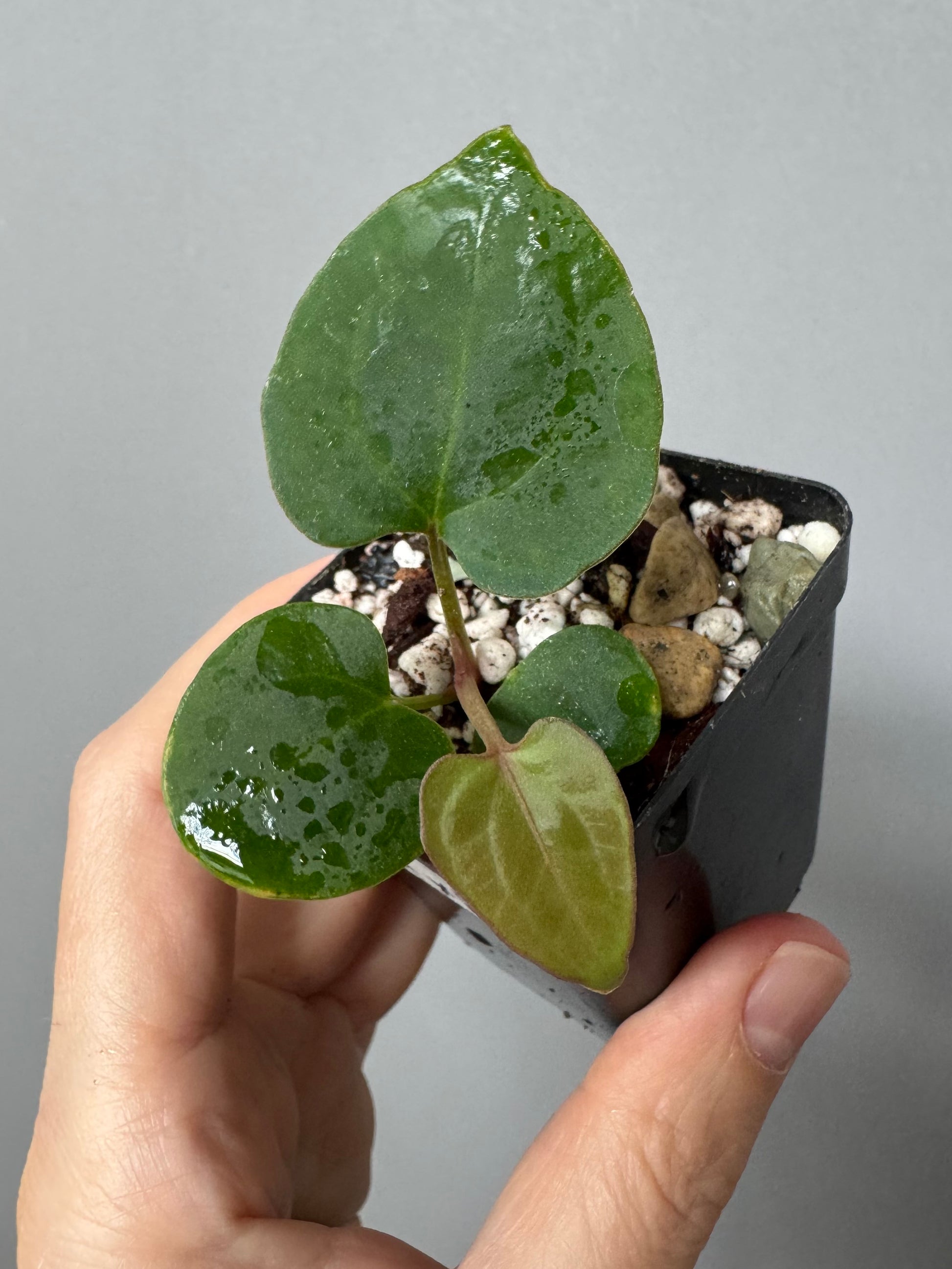 Anthurium kunayalense x King of Spades / KOS (oder luxurians)