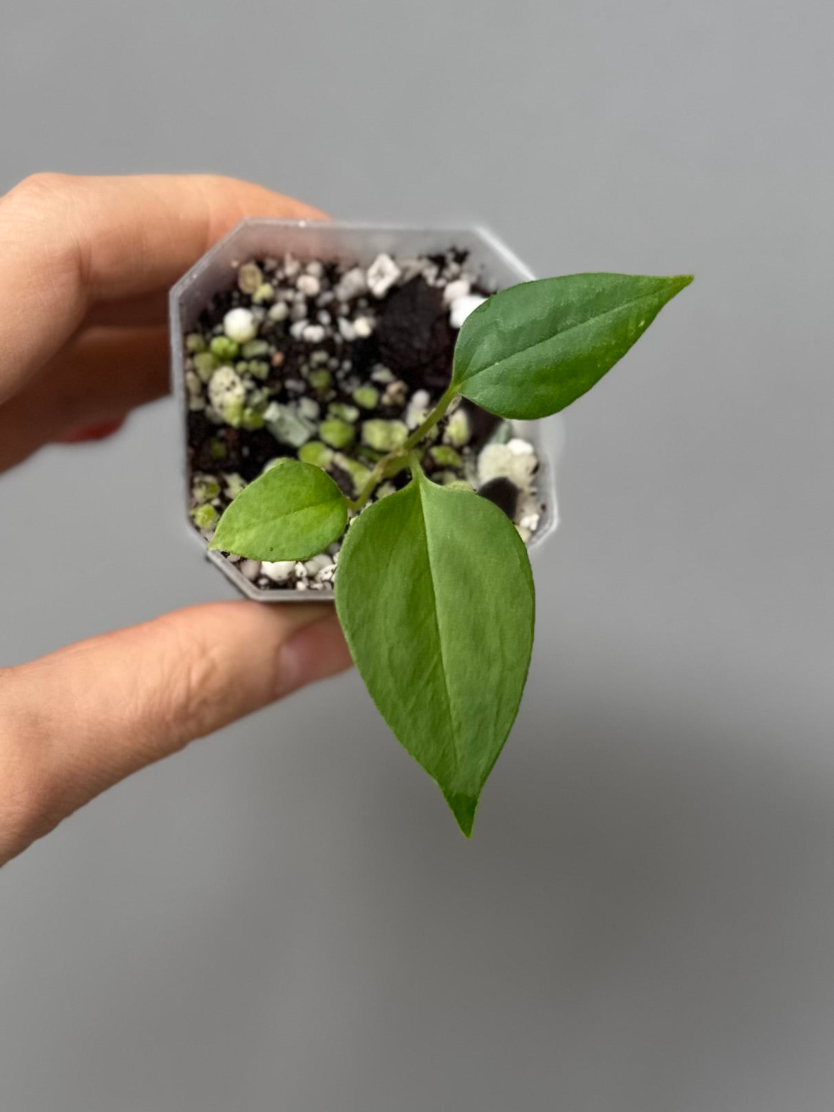 Anthurium Black War (Black Sweet x warocqueanum, von diamondplants_)