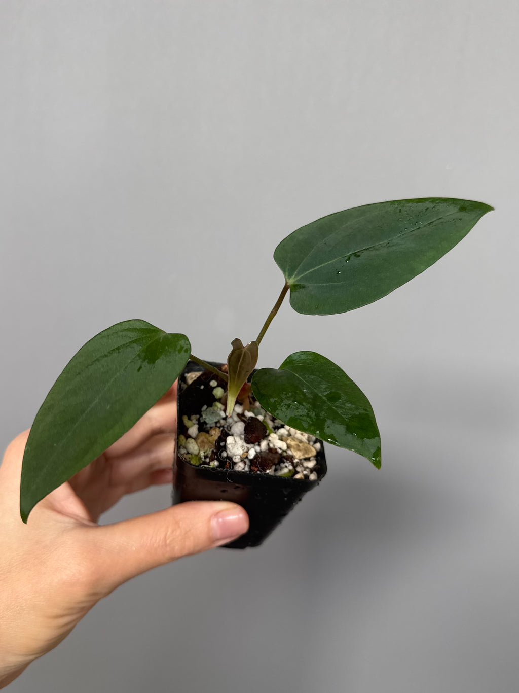 Anthurium portillae ‚Dorito‘ clone cutting 