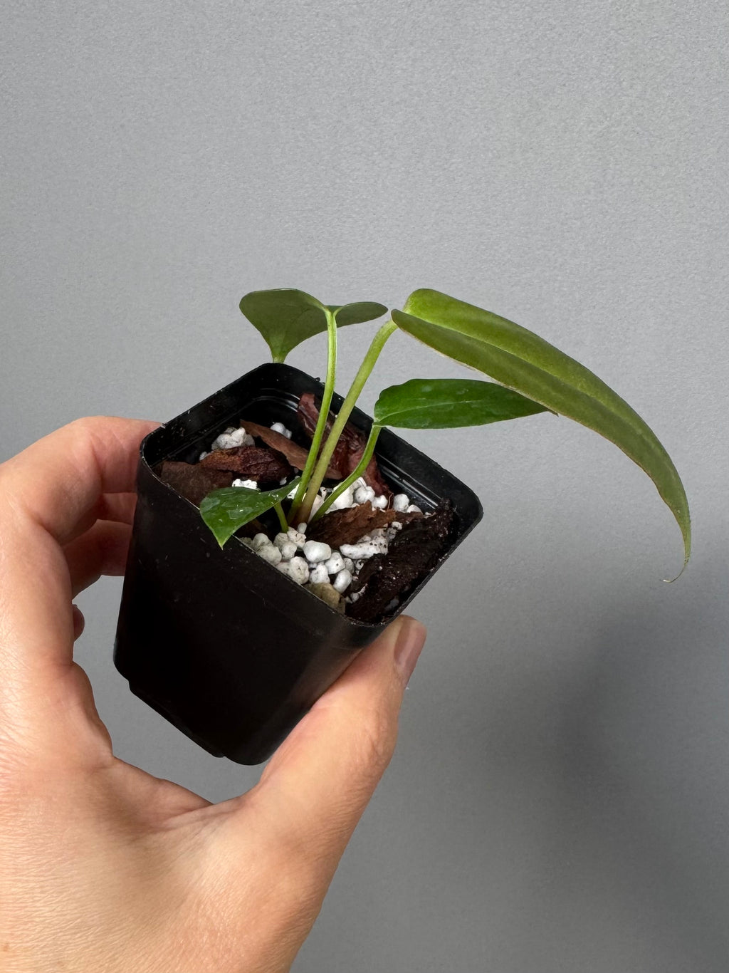 Anthurium (CrystallimumX x Indo portillae) x (DH x RVC)