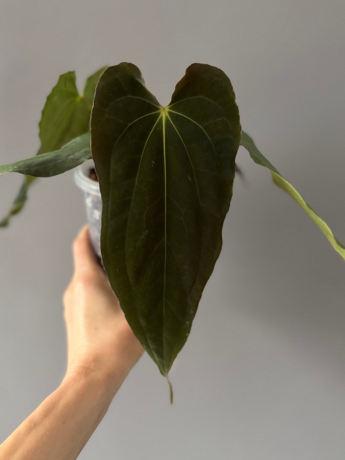 Anthurium BVEP ‘Purple Rain’ clone