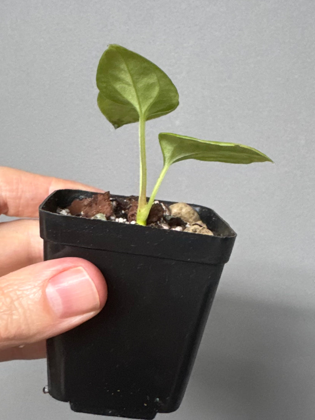 Anthurium Mr. Worldwide x debilis