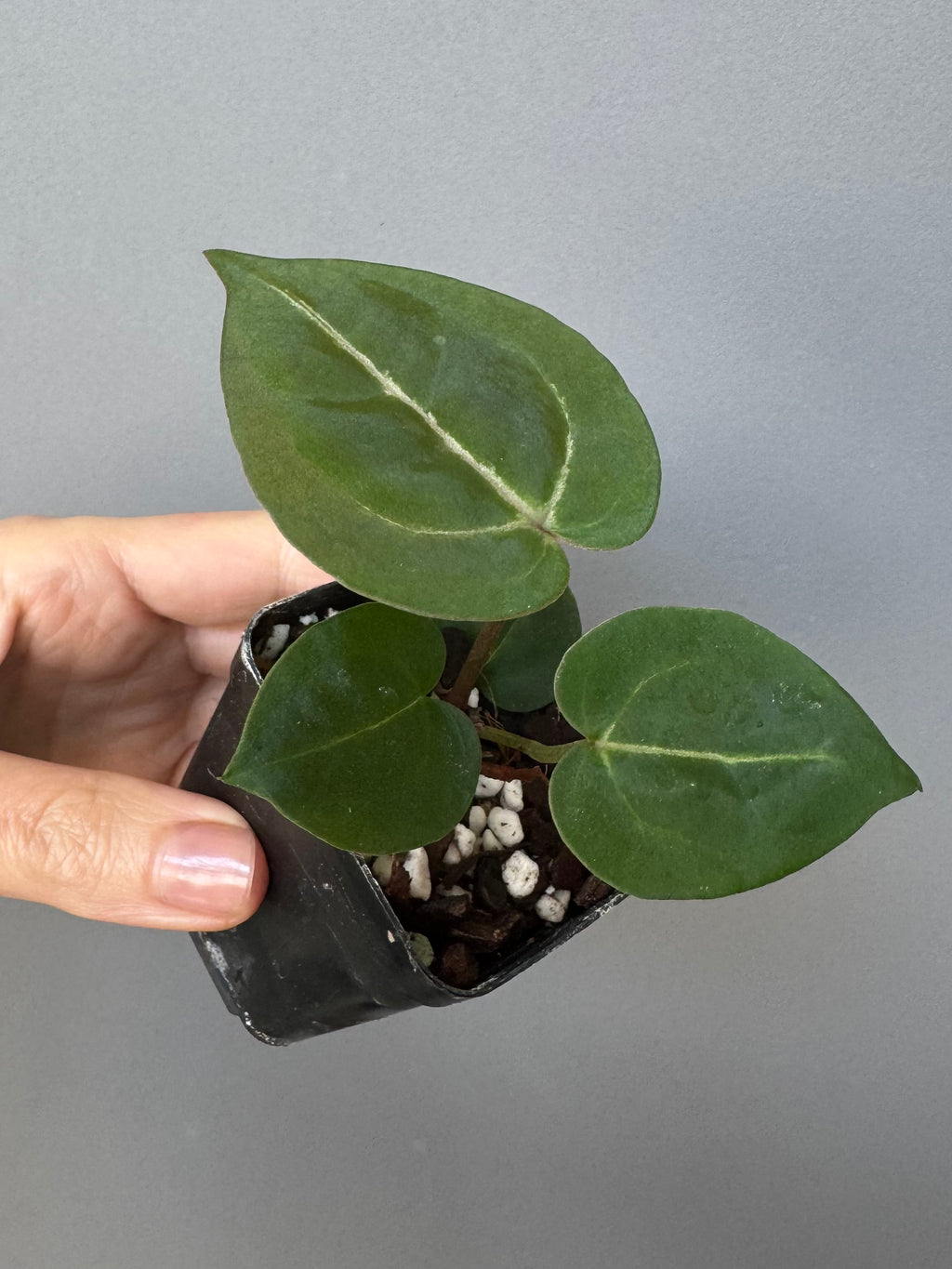 Anthurium (ZxM) x (NSE Red Crystallinum x Carlablackiae)