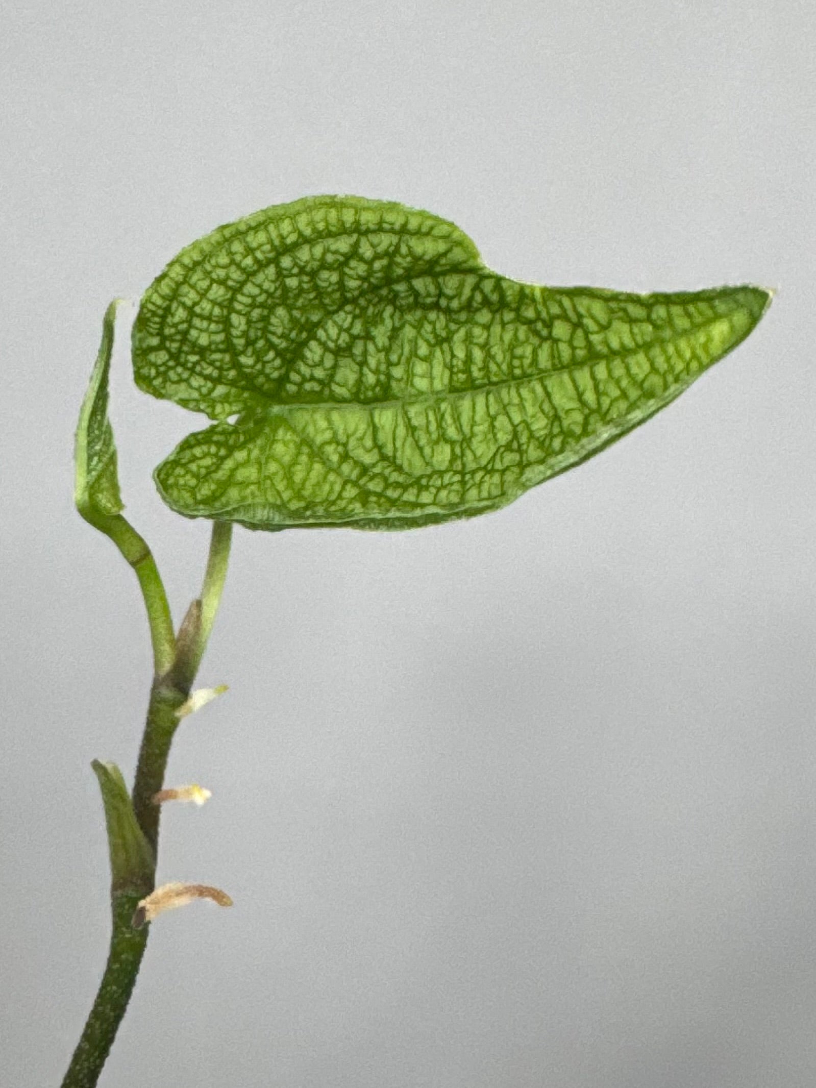 Anthurium clidemioides