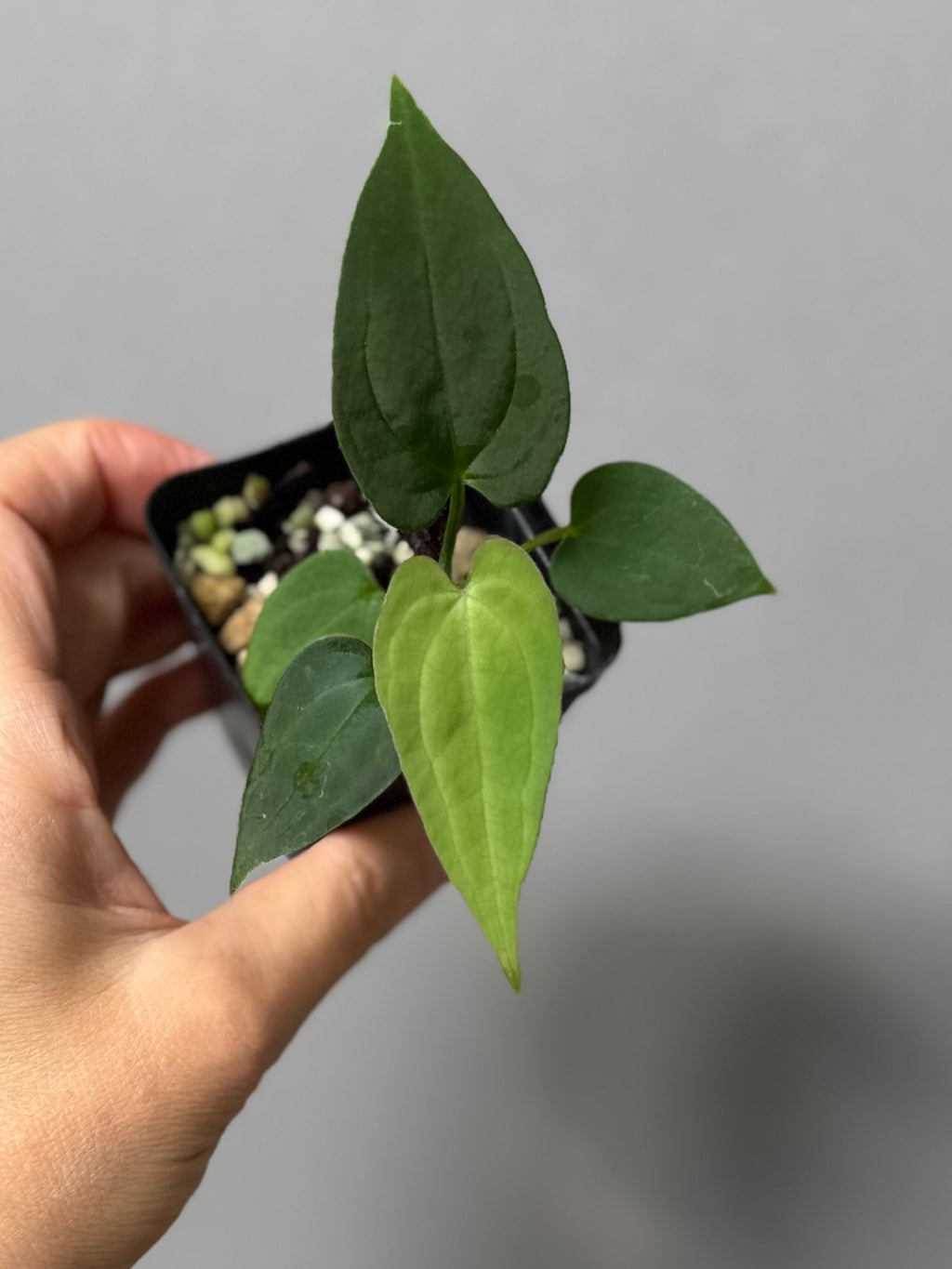 Anthurium BVEP ‘Laila’ x AOS df Tezula