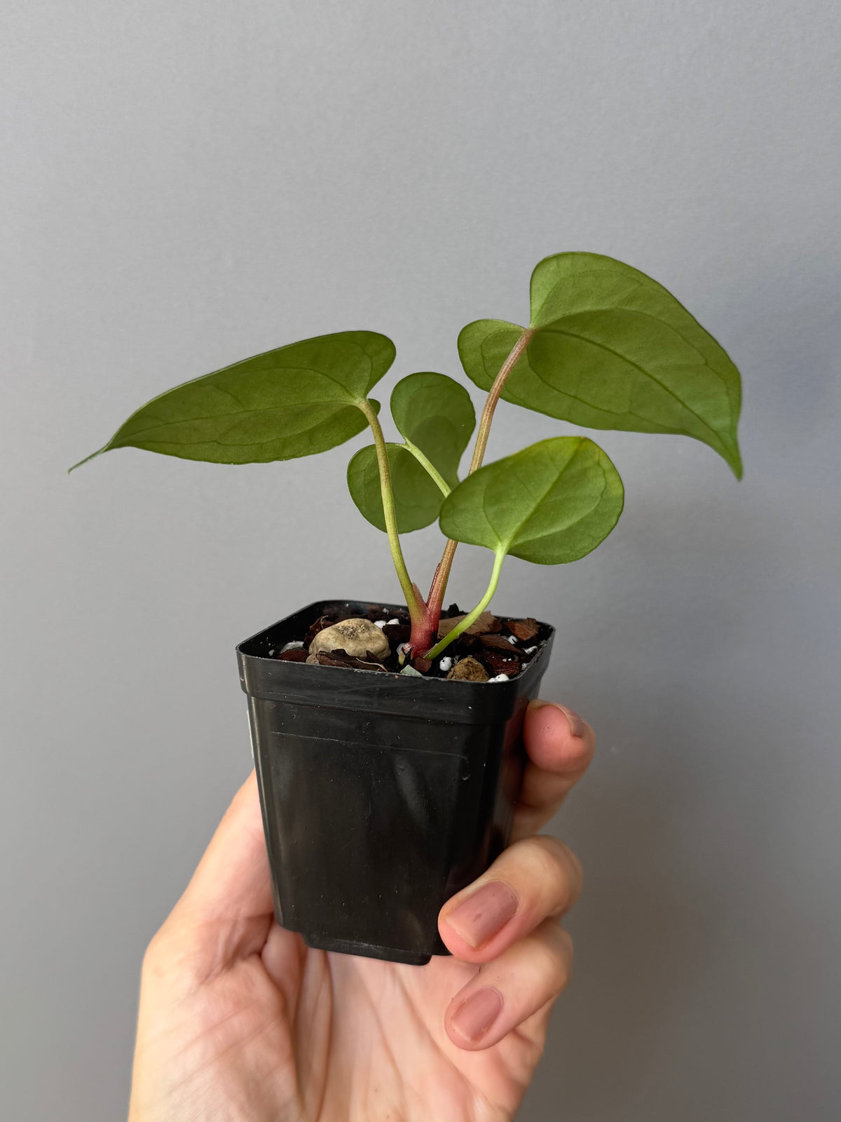 Anthurium ((Midnight Velvet x Red Studd) x NSE CarlaX) x RVDP