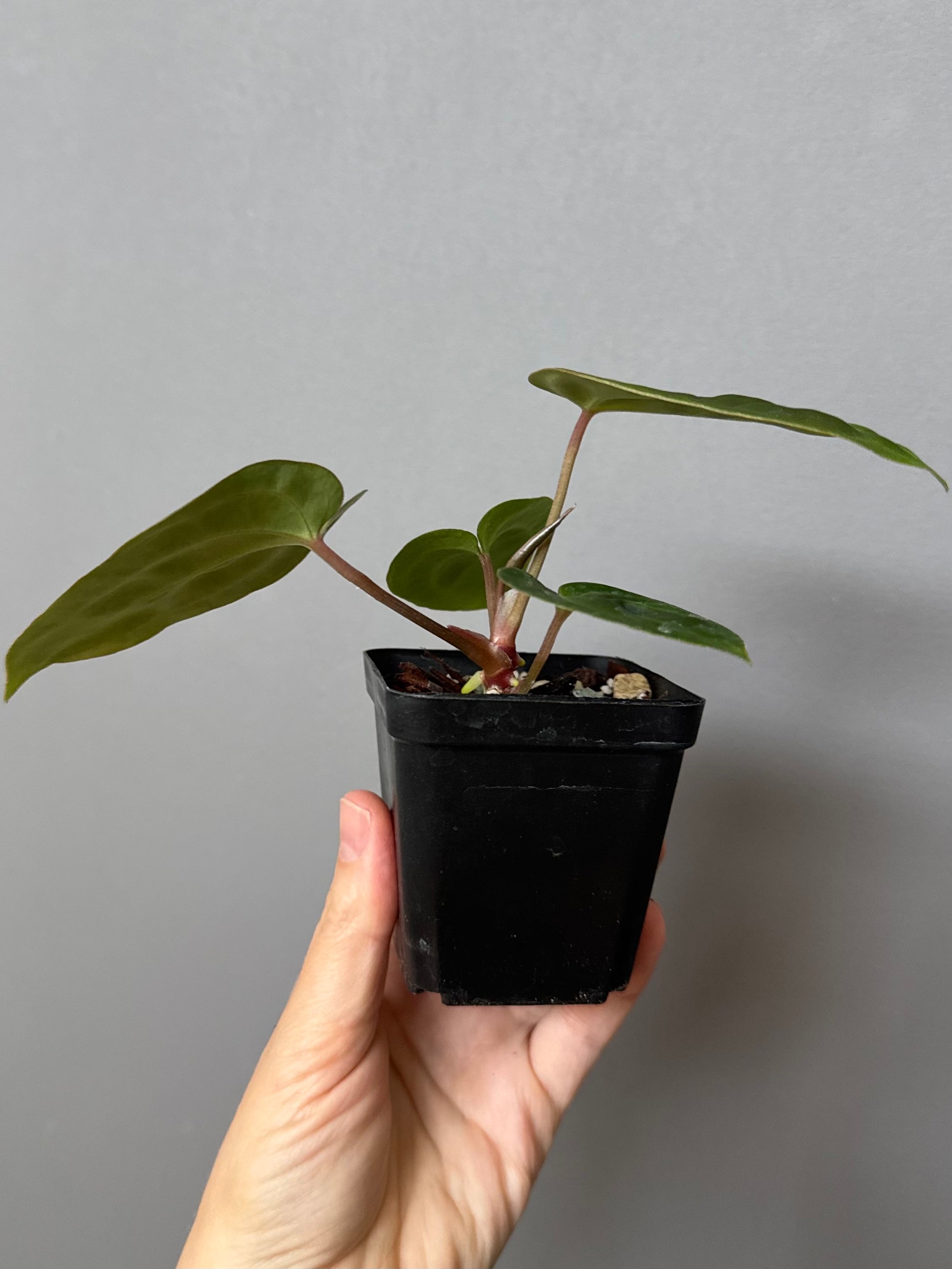 Anthurium Besseae aff. (#1)