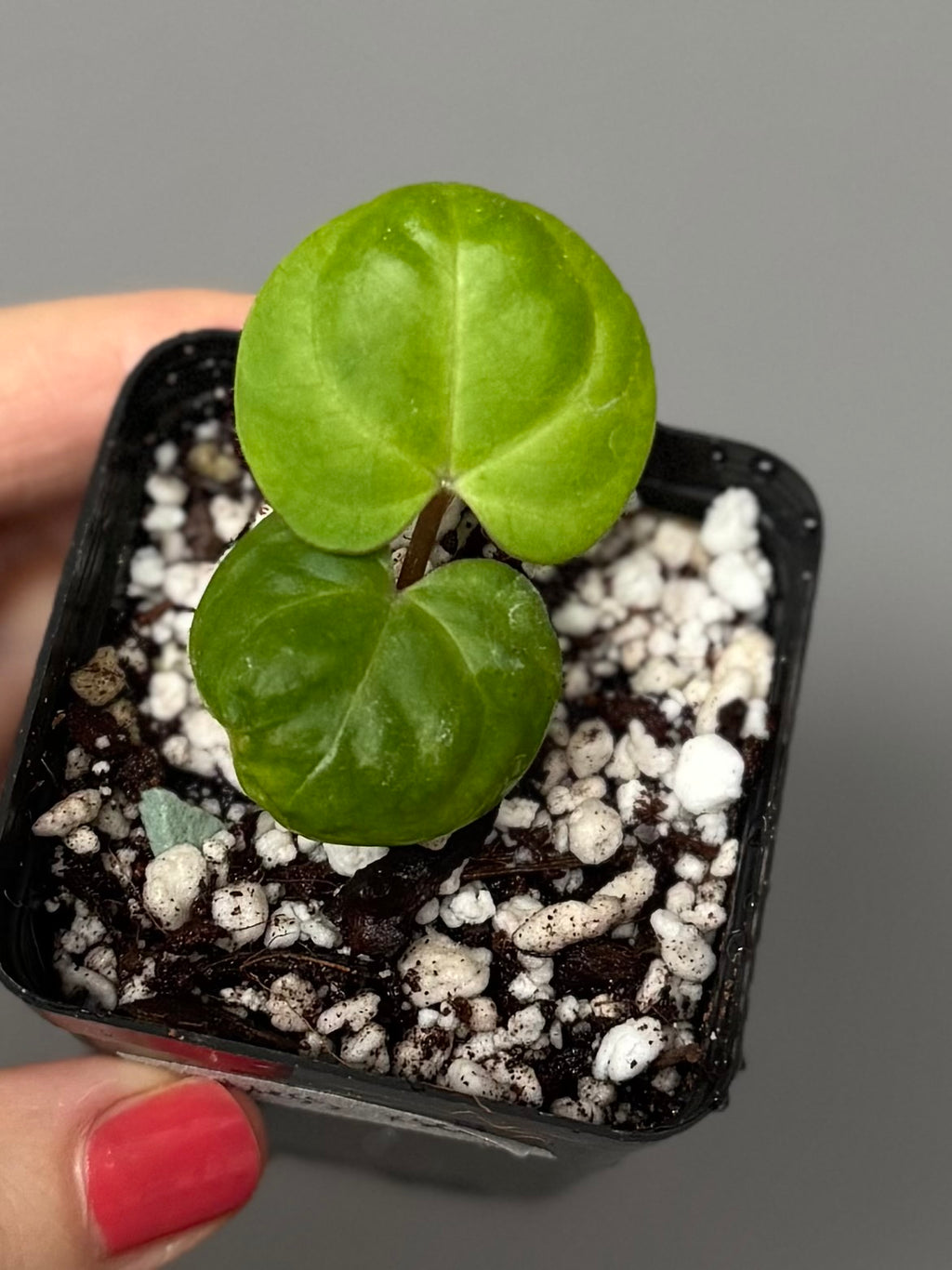 Anthurium Indo dressleri xself