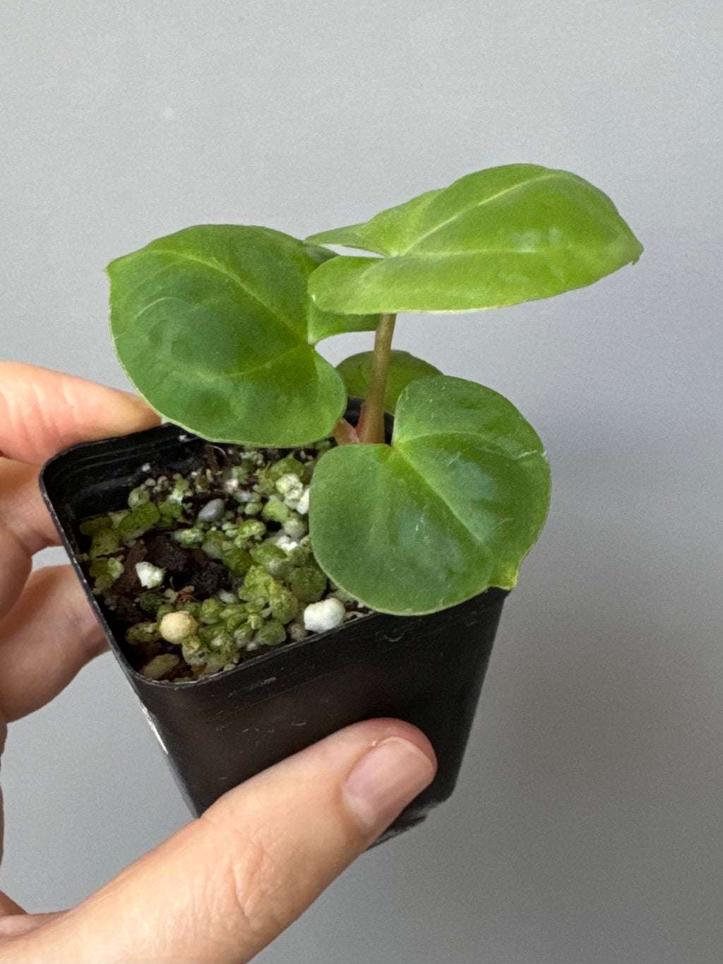 Anthurium Indo dressleri xself