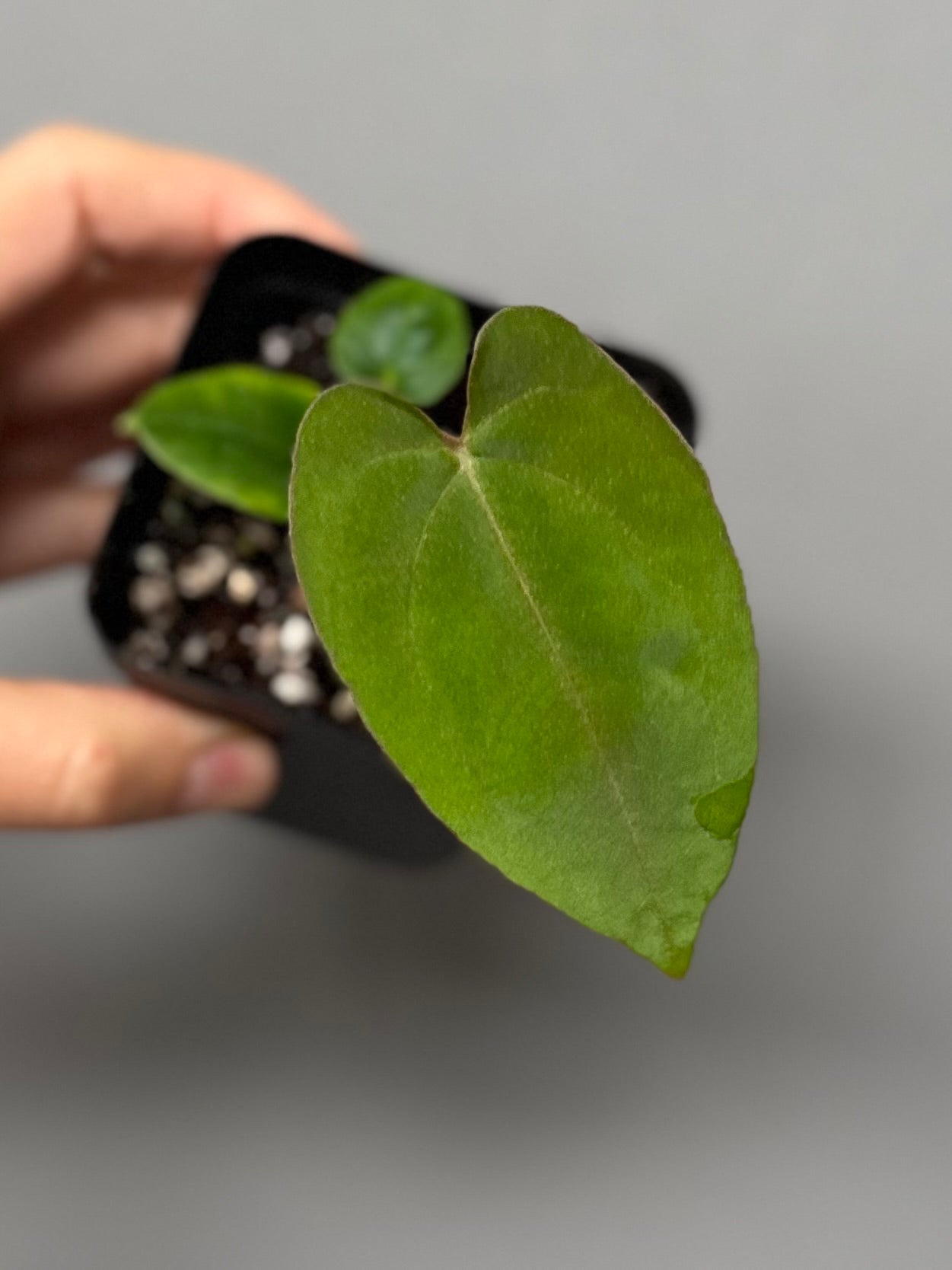 Anthurium Papillilaminum ,Daniel' x (Carlablackiae A1 x Papillilaminum)