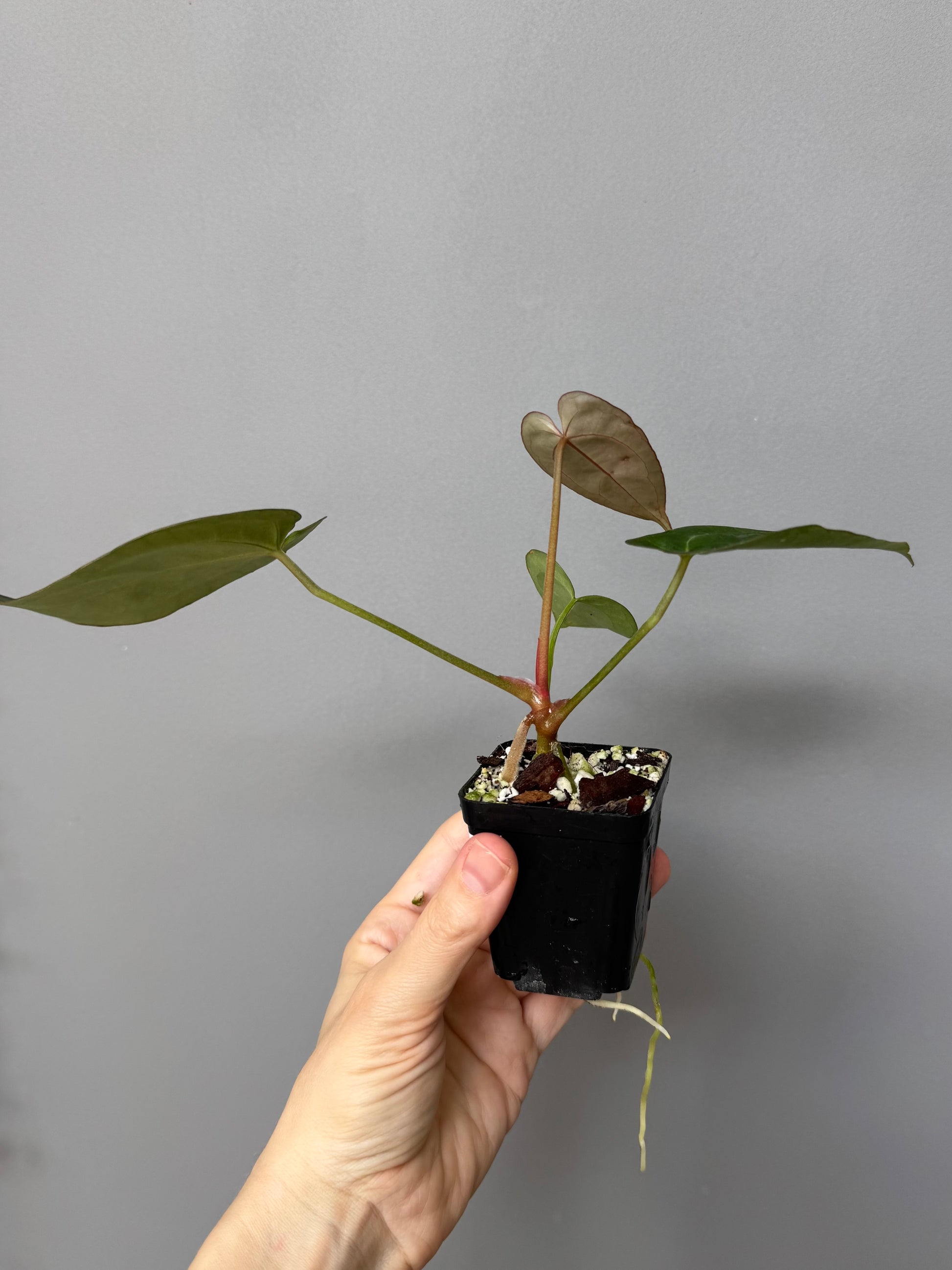Anthurium (AOS x forgetii) x (NSE Red Crystallinum x Carlablackiae)