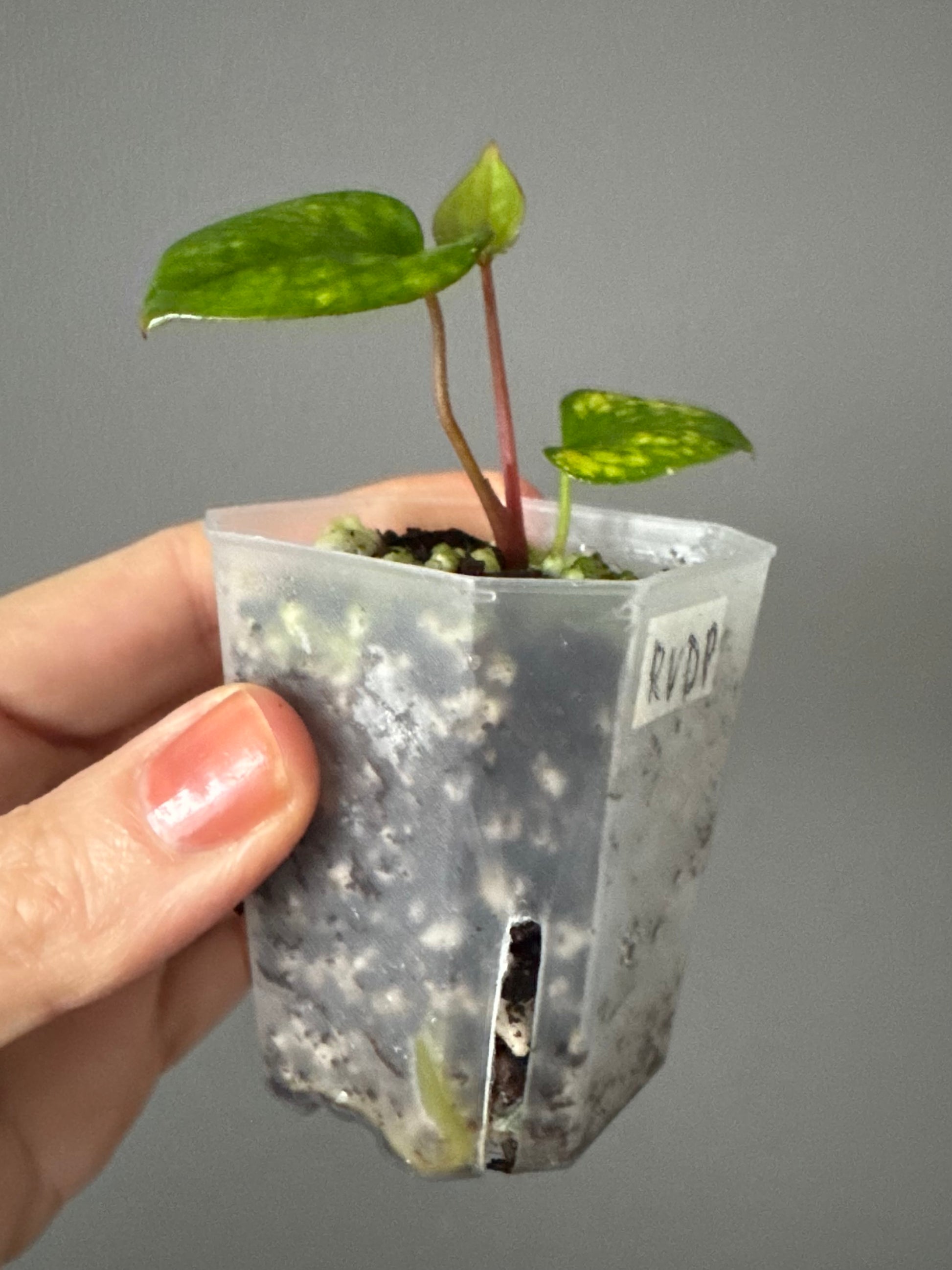 Anthurium RVDP - Red Vein Dark Phoenix - Klon