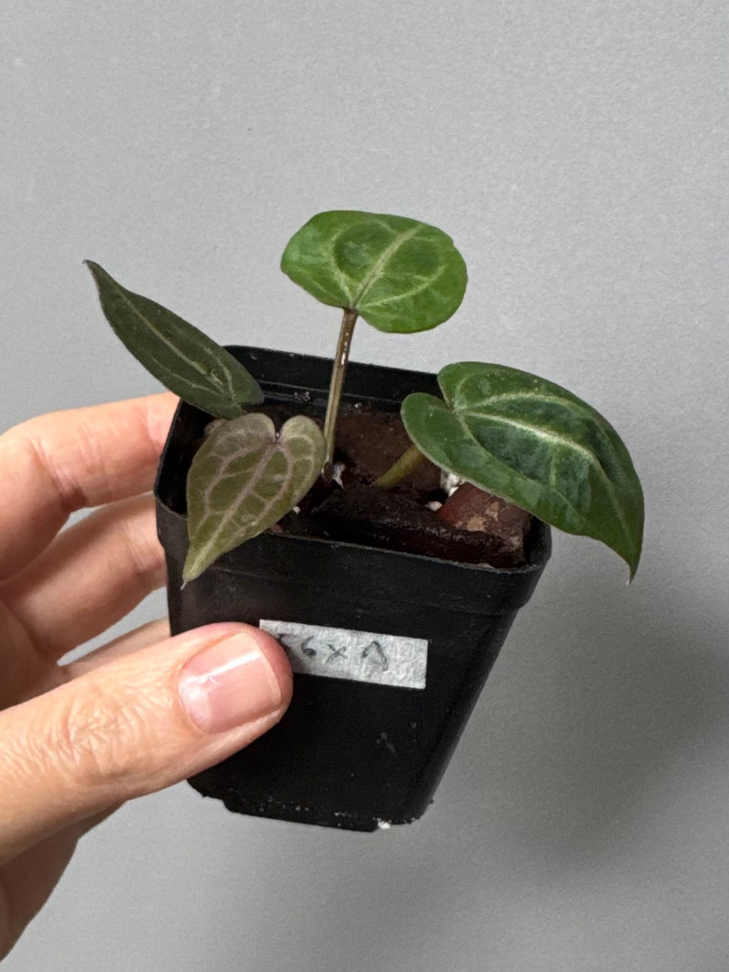 Anthurium Crystallinum Select Color x Michelle