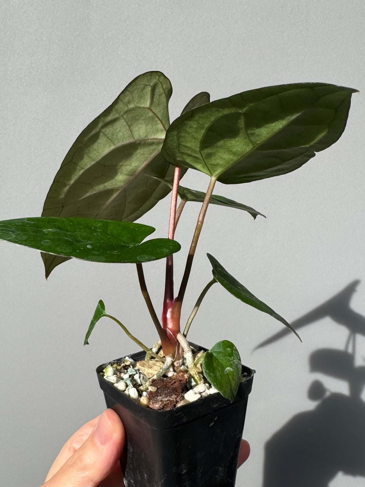 Anthurium (AOS x Carla) x RVDP