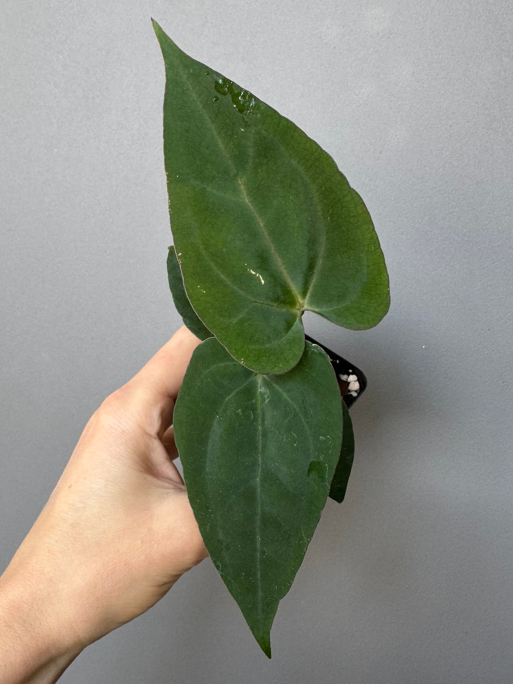 Anthurium (AOS x Carla) x RVDP