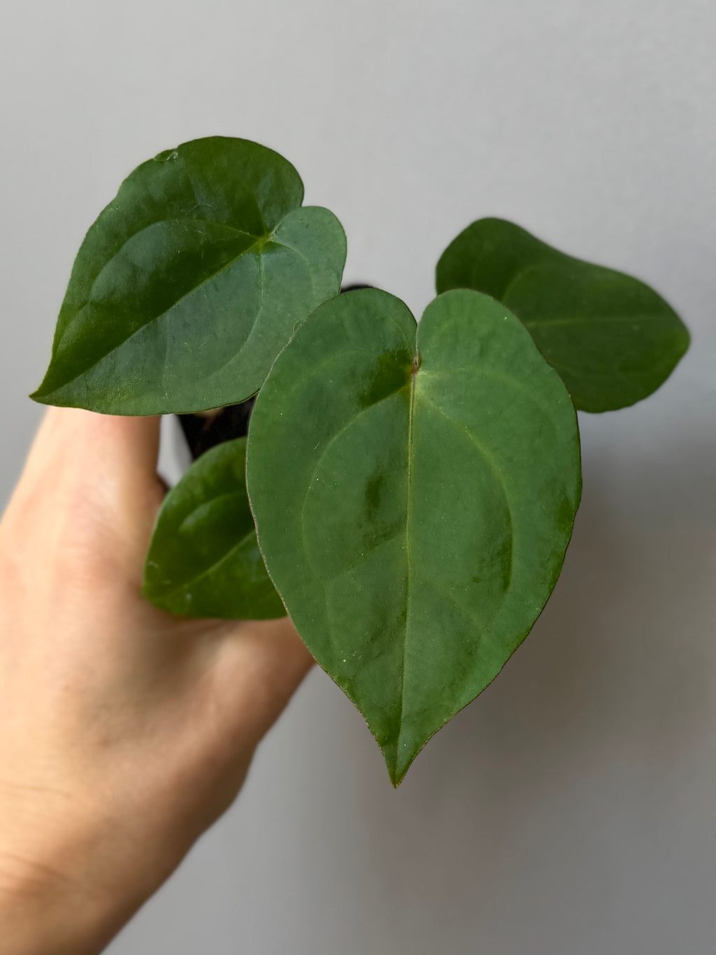 Anthurium (NSE Red Crystallinum x Carla) x RVDP