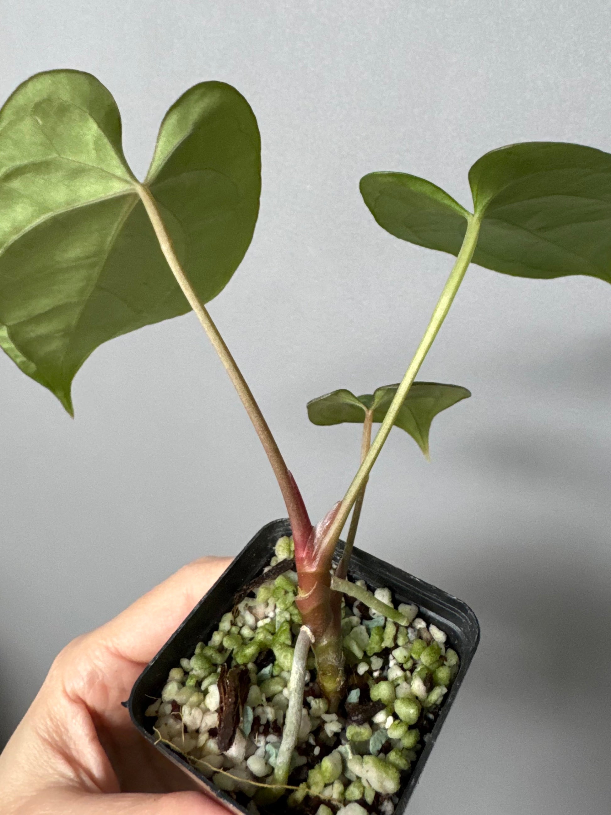 Anthurium (BVEP x portillae ‚Dorito‘) X papillilaminum H1 (by 4aroids)