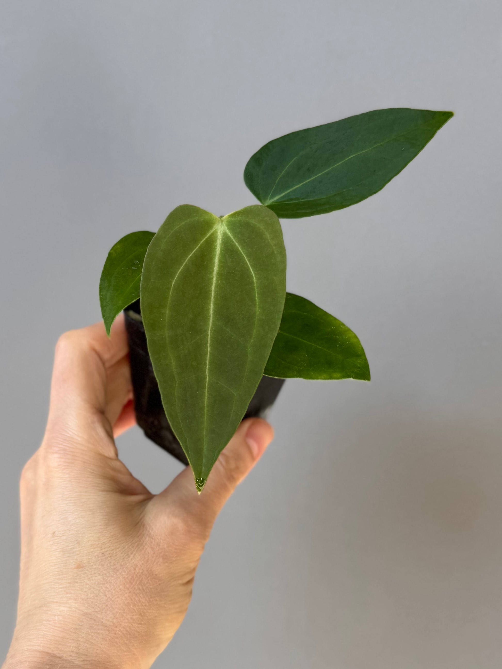 Anthurium (Queen of Hearts x besseae aff OR forgetii) x NSE CarlaX
