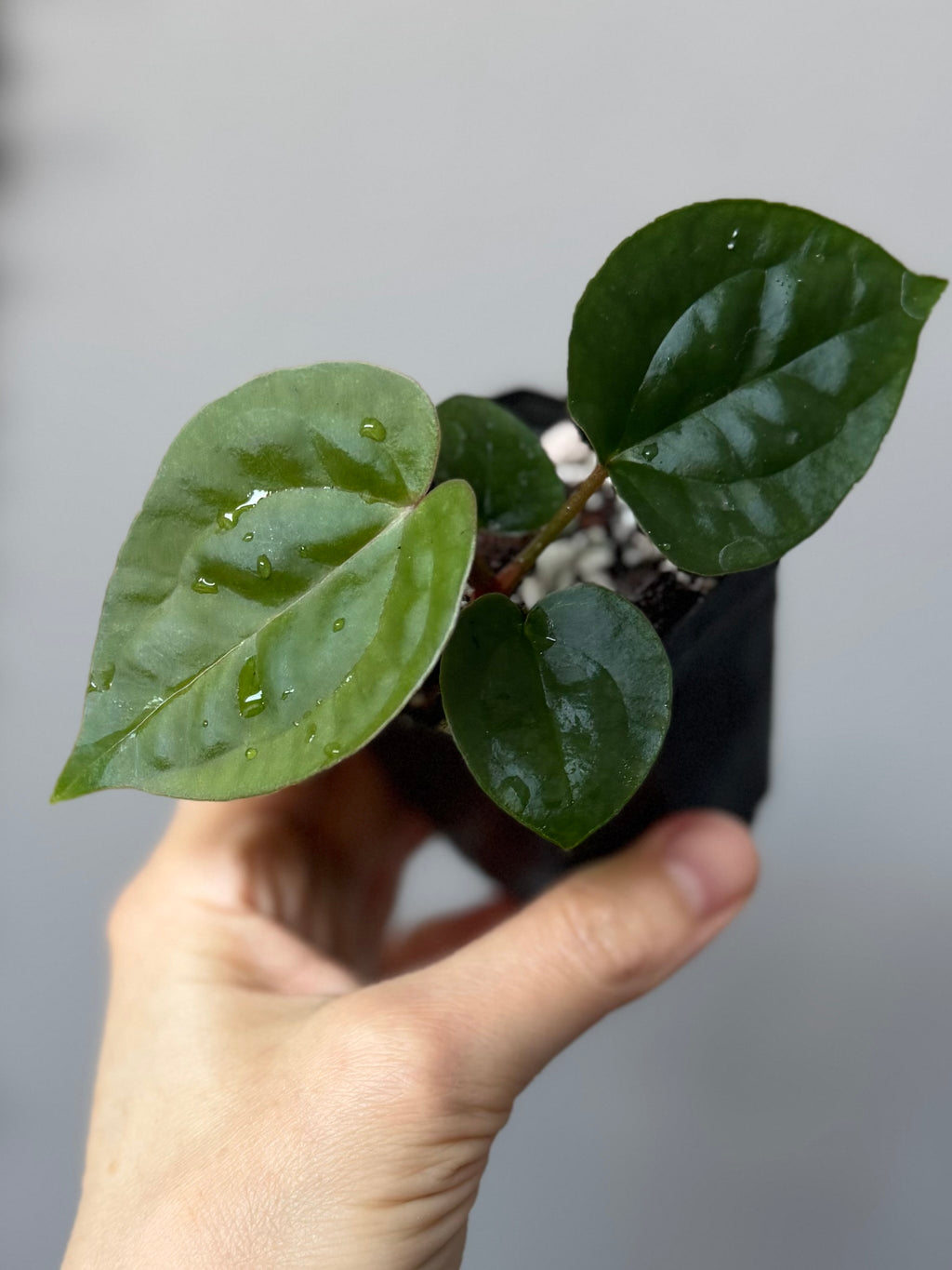 Anthurium ZxM x luxurians