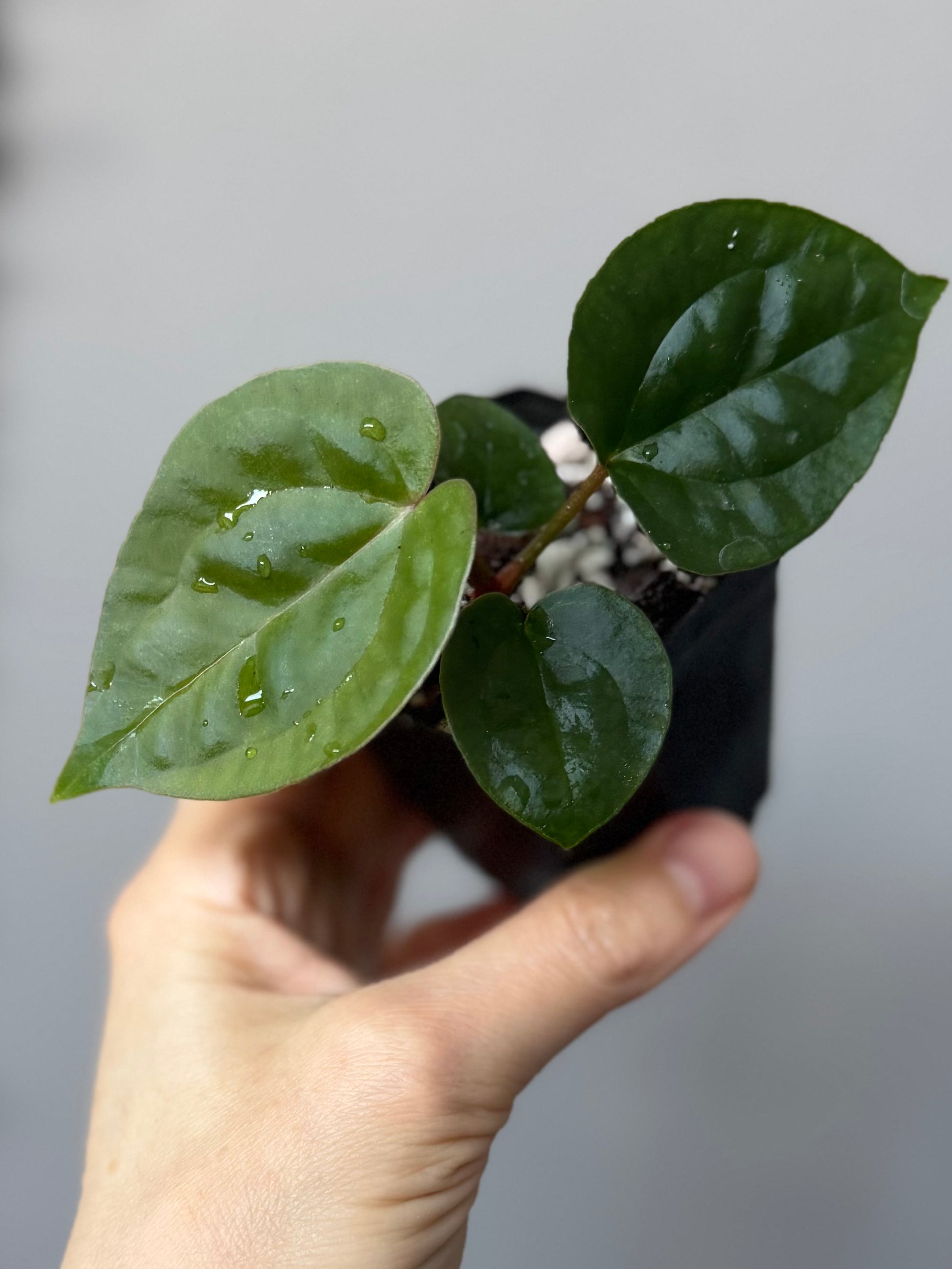 Anthurium ZxM x luxurians