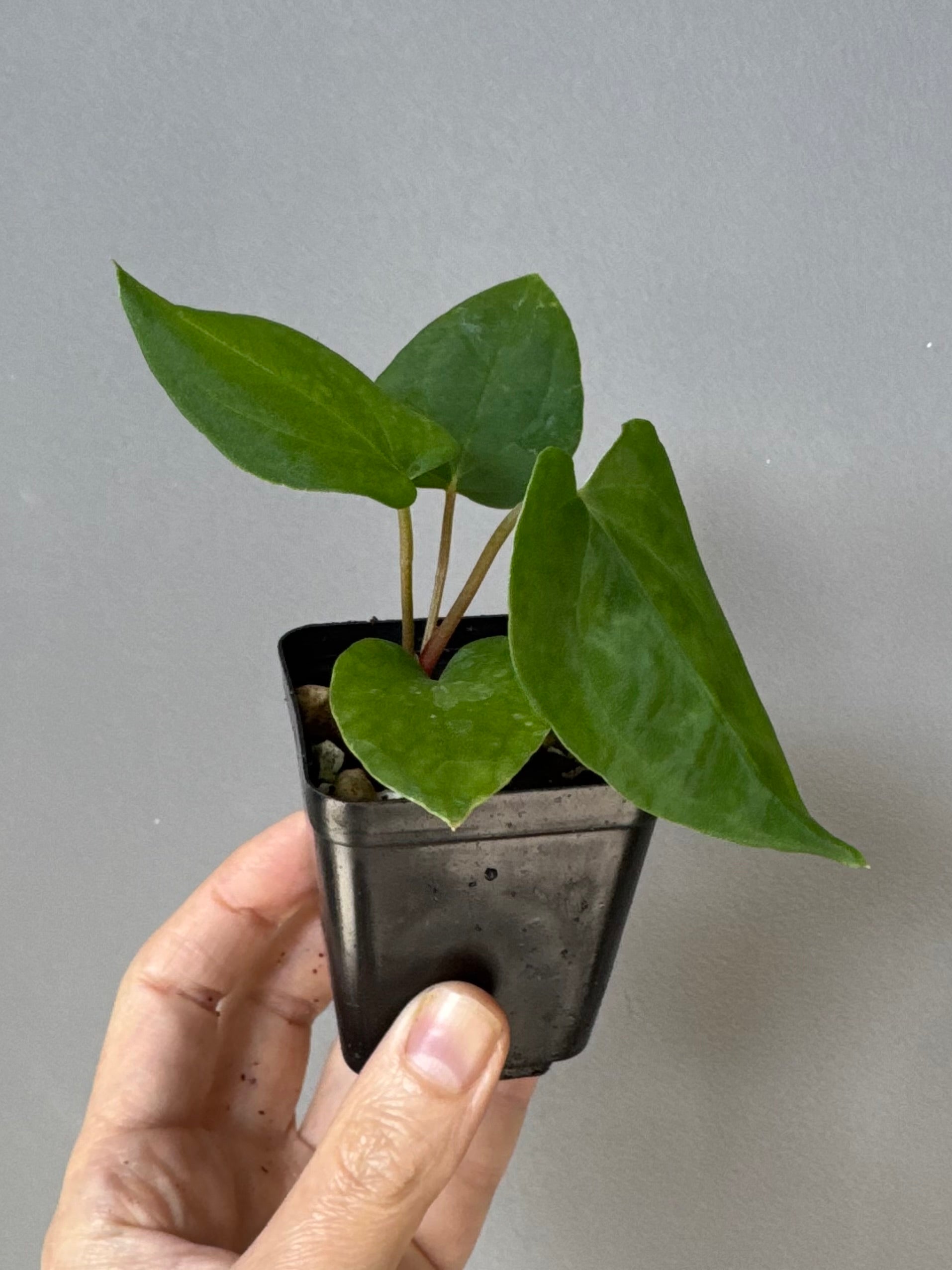Anthurium Midnight Velvet x (papillilaminum long x long bullate)