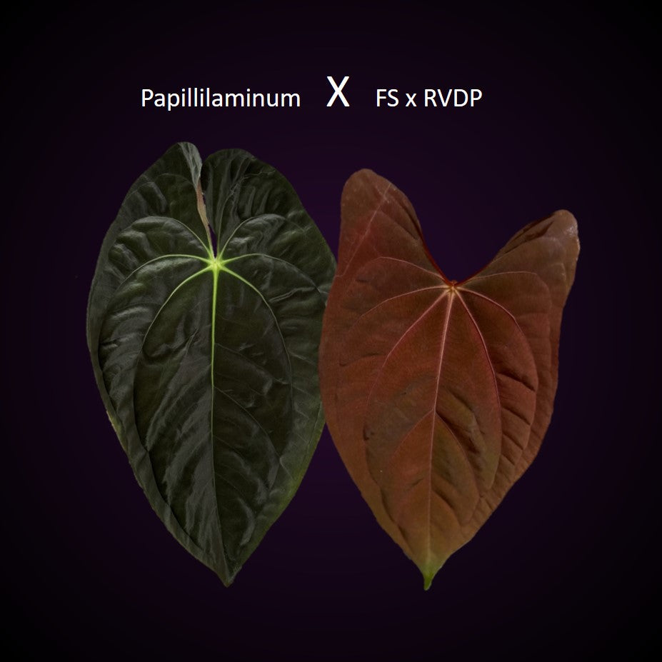 Anthurium Papillilaminum x FSxRVDP