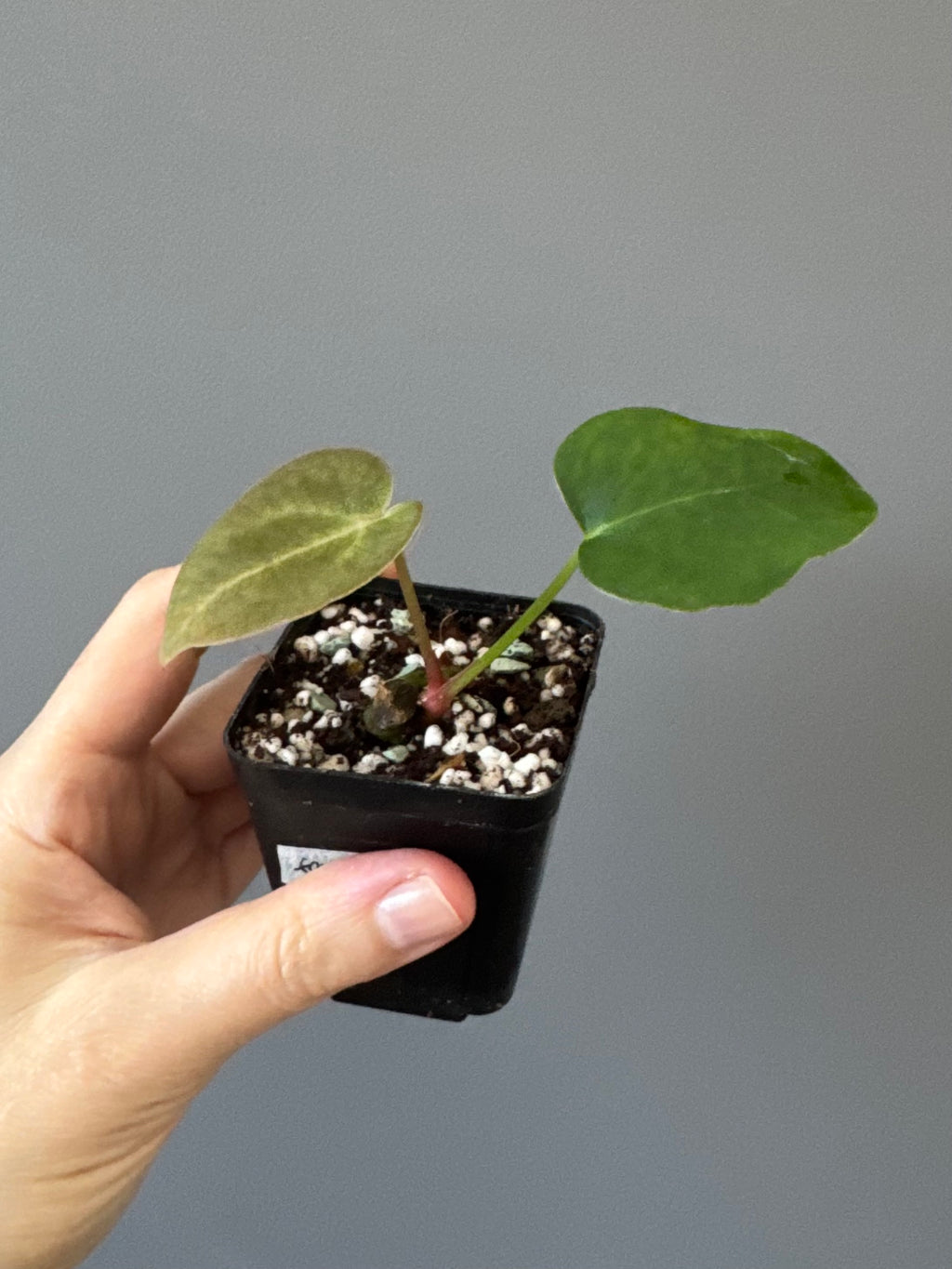 Anthurium forgetii x carlablackiae