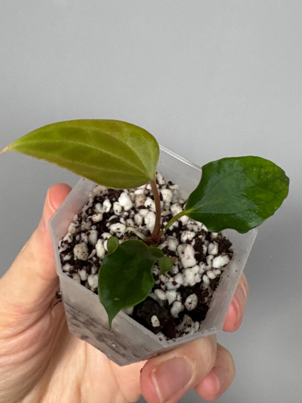 Anthurium Subsignatum Velvet x Ralph Lynam clone (#1)