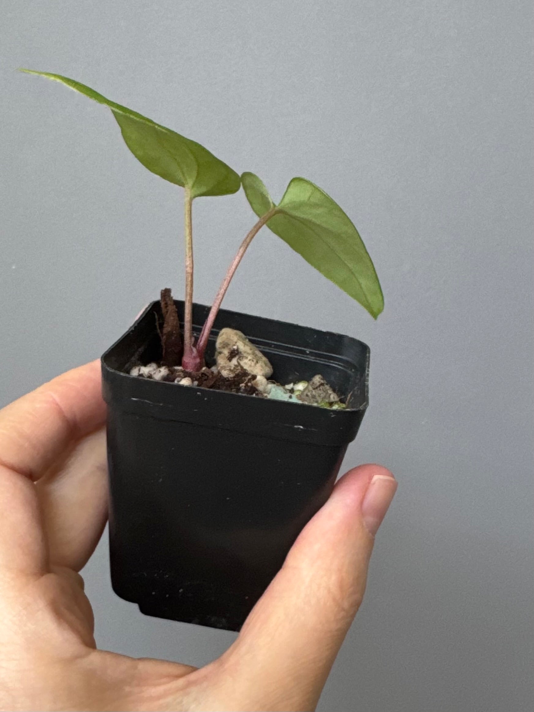 Anthurium Midnight Velvet x (papillilaminum long x long bullate)