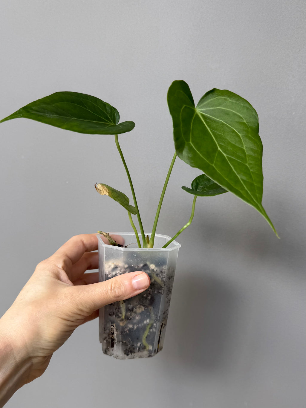 Anthurium Delta Force